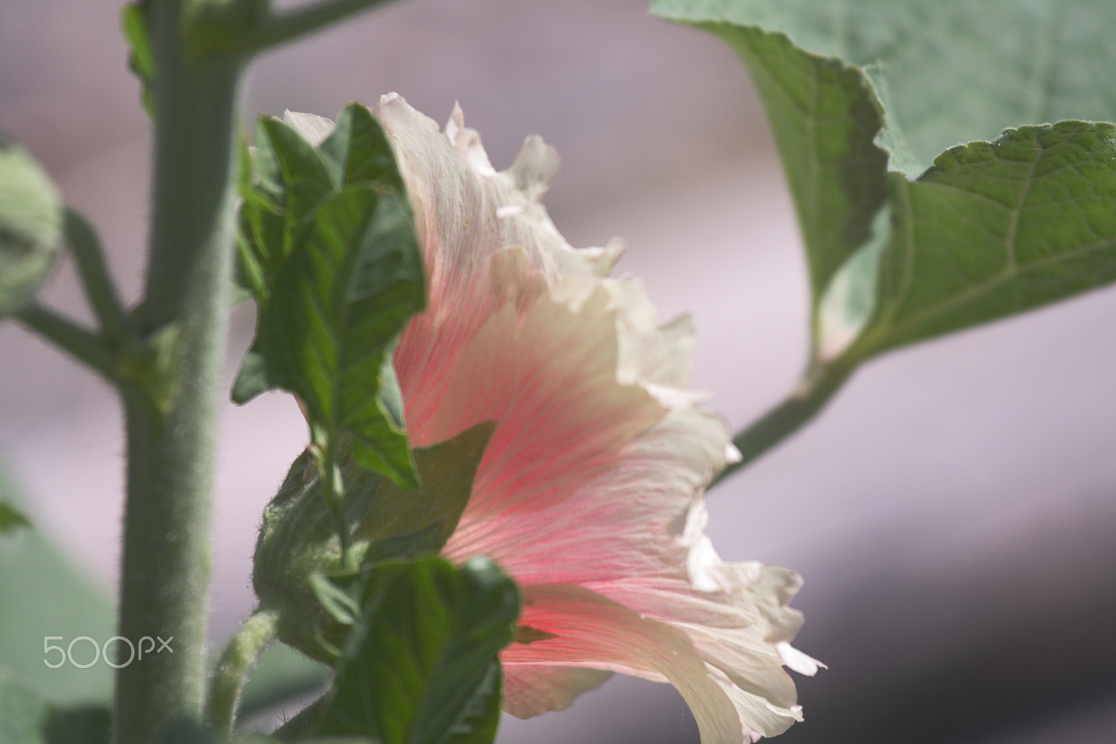 Canon EOS 1000D (EOS Digital Rebel XS / EOS Kiss F) sample photo. Hollyhock photography