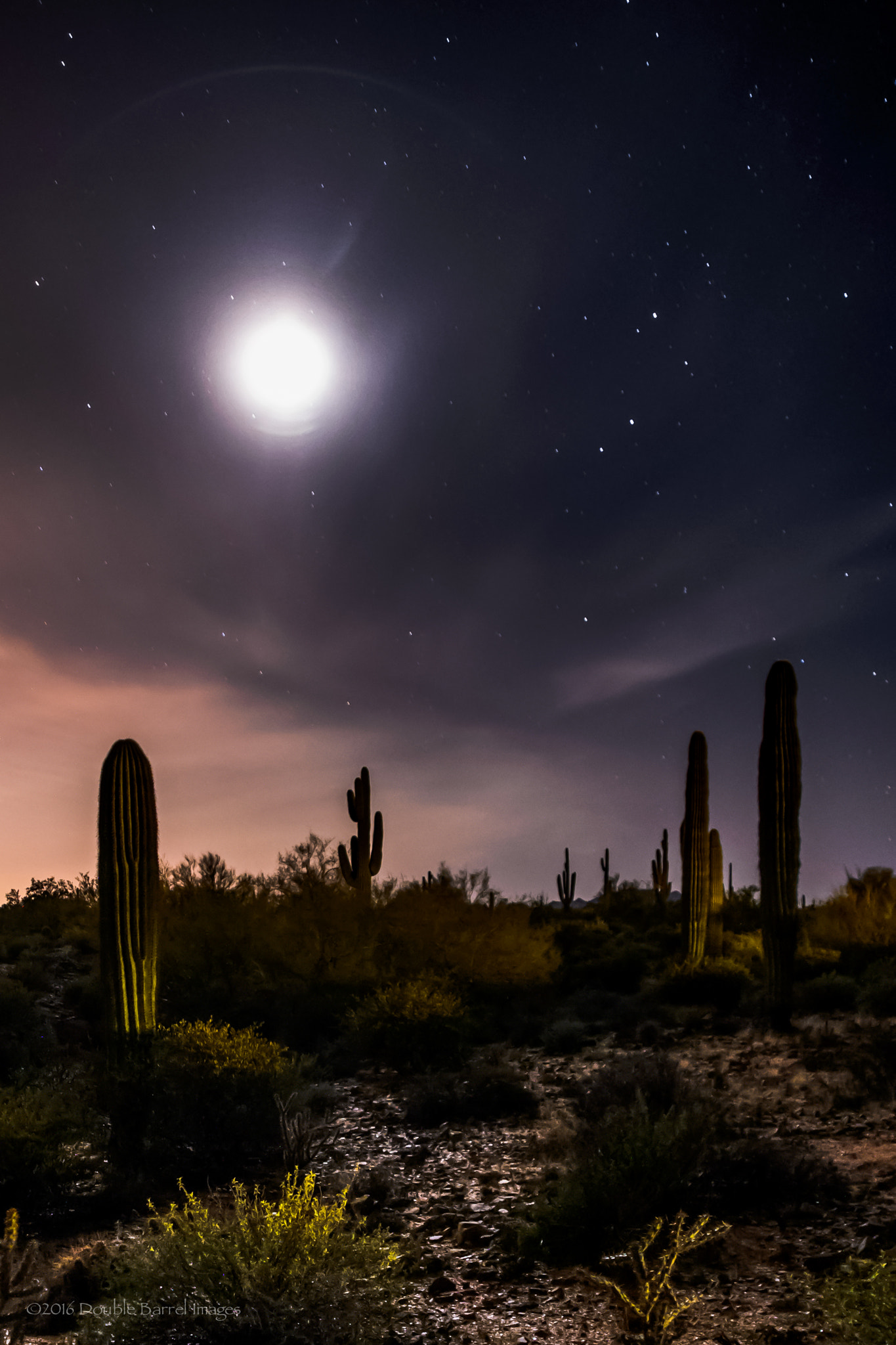 Nikon D4 + AF Zoom-Nikkor 24-120mm f/3.5-5.6D IF sample photo. Prickly night photography