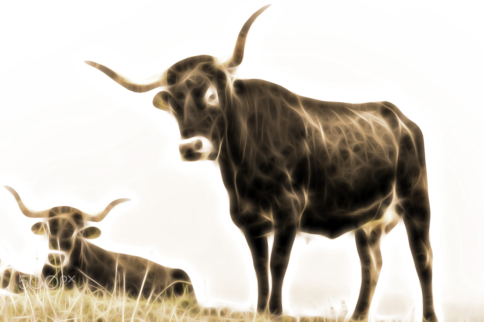 Nikon D4 sample photo. Cow grazing at el soplao photography