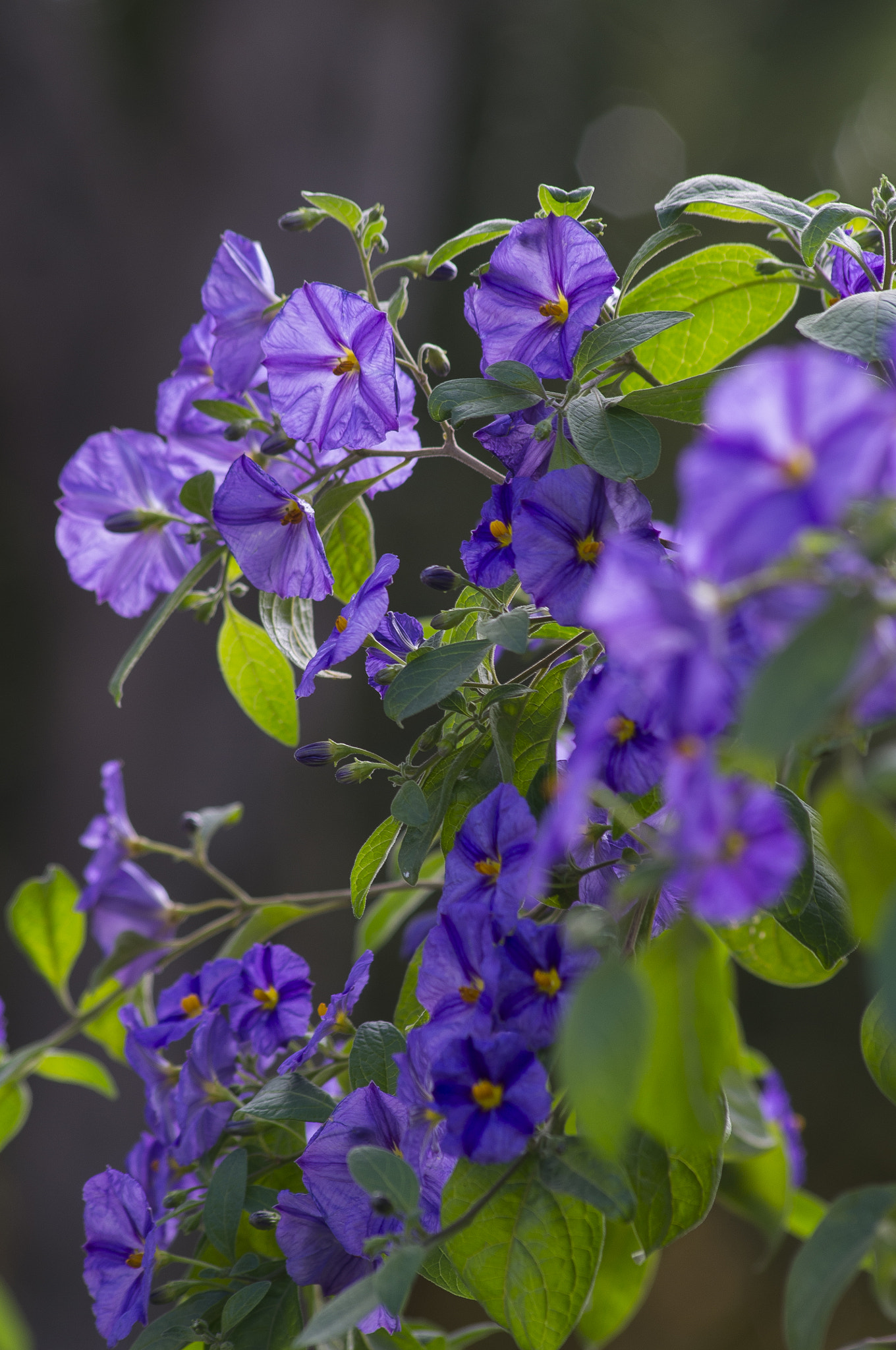Pentax K-r + Sigma sample photo. _igp5964.jpg photography