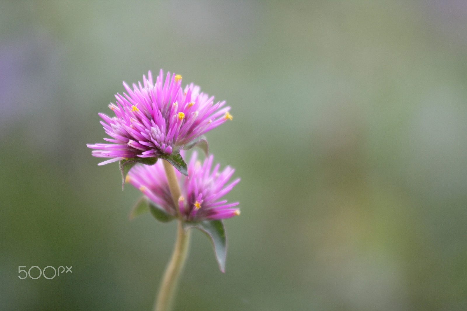 Canon EOS 1000D (EOS Digital Rebel XS / EOS Kiss F) sample photo. Fireworks flower photography