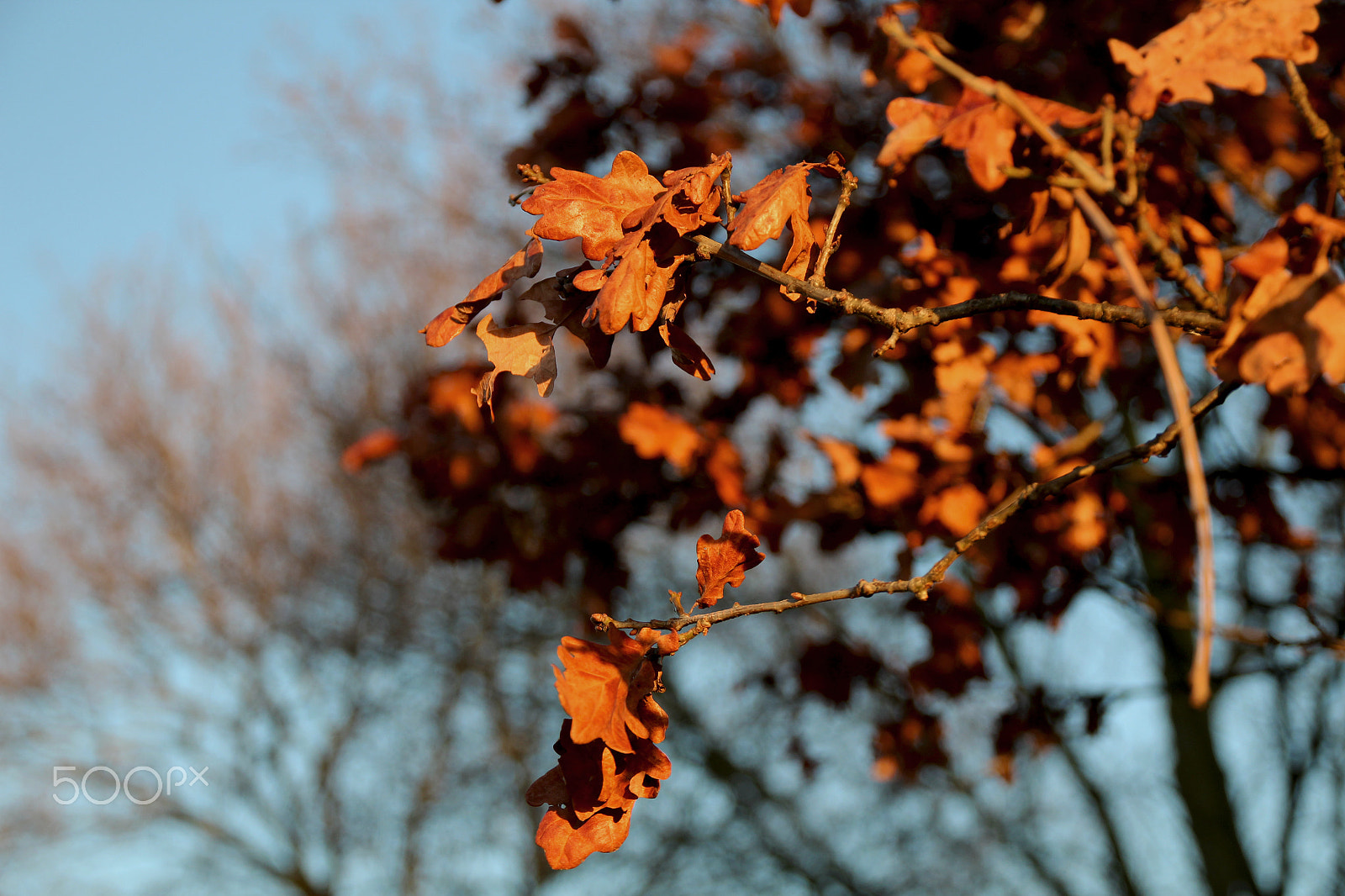 Canon EOS 1200D (EOS Rebel T5 / EOS Kiss X70 / EOS Hi) + Canon EF 500mm F4L IS USM sample photo. My favourite colours photography