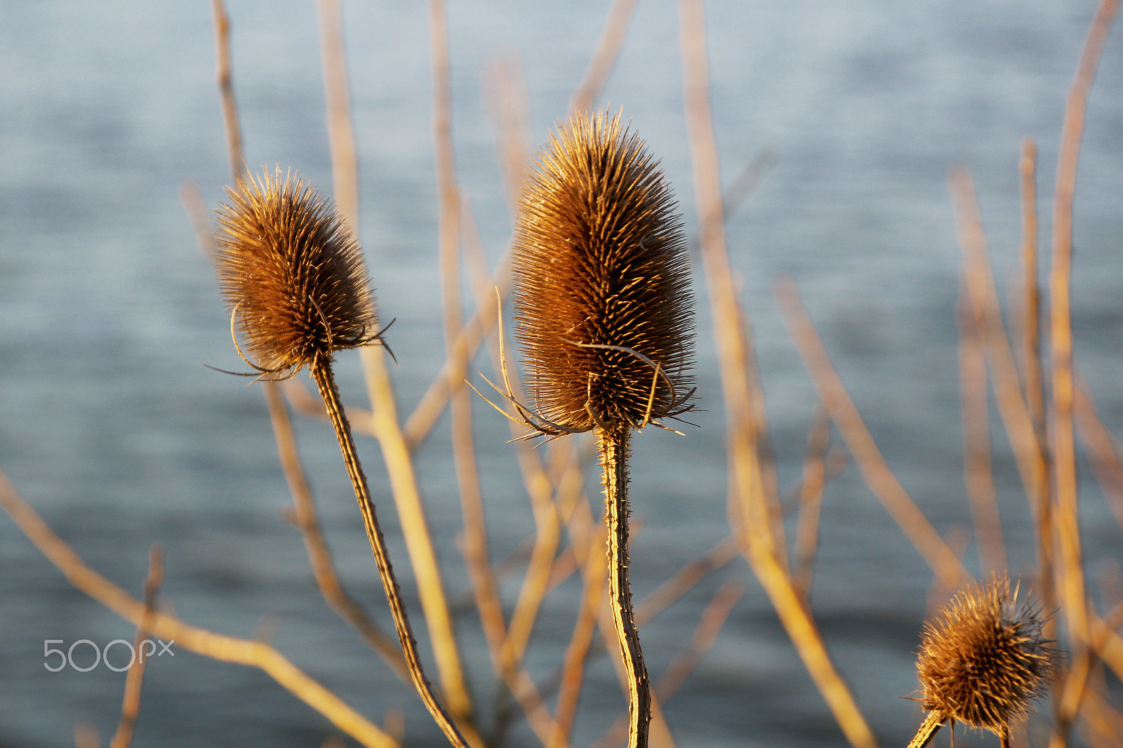 Canon EF 500mm F4L IS USM sample photo. Thistles photography