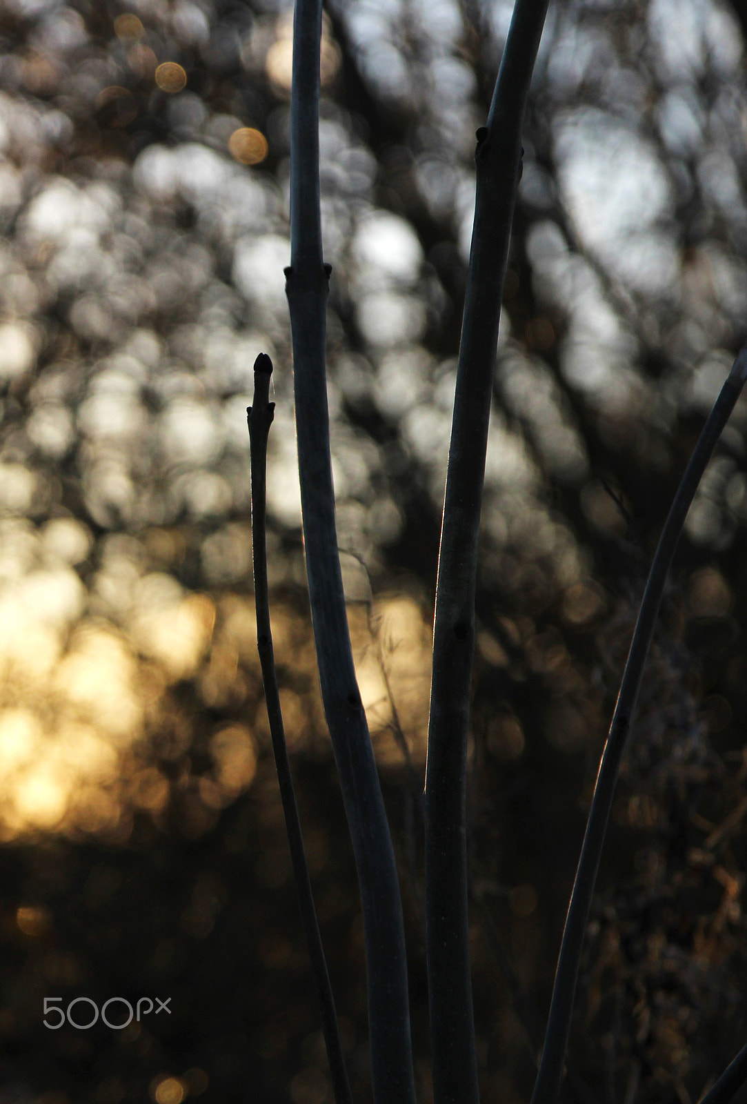 Canon EOS 1200D (EOS Rebel T5 / EOS Kiss X70 / EOS Hi) + Canon EF 500mm F4L IS USM sample photo. Soft light photography