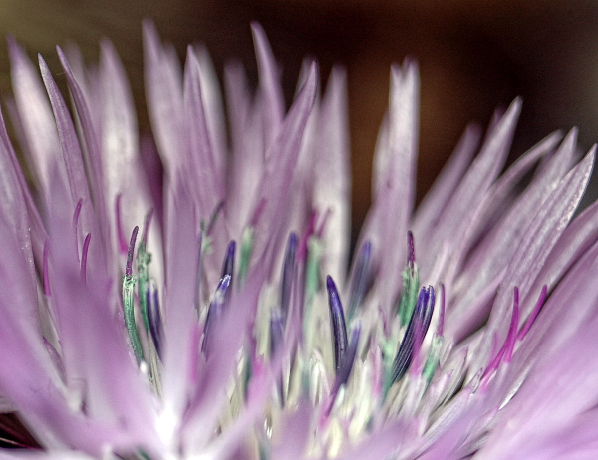 AF Zoom-Nikkor 35-70mm f/3.3-4.5 N sample photo. # photography