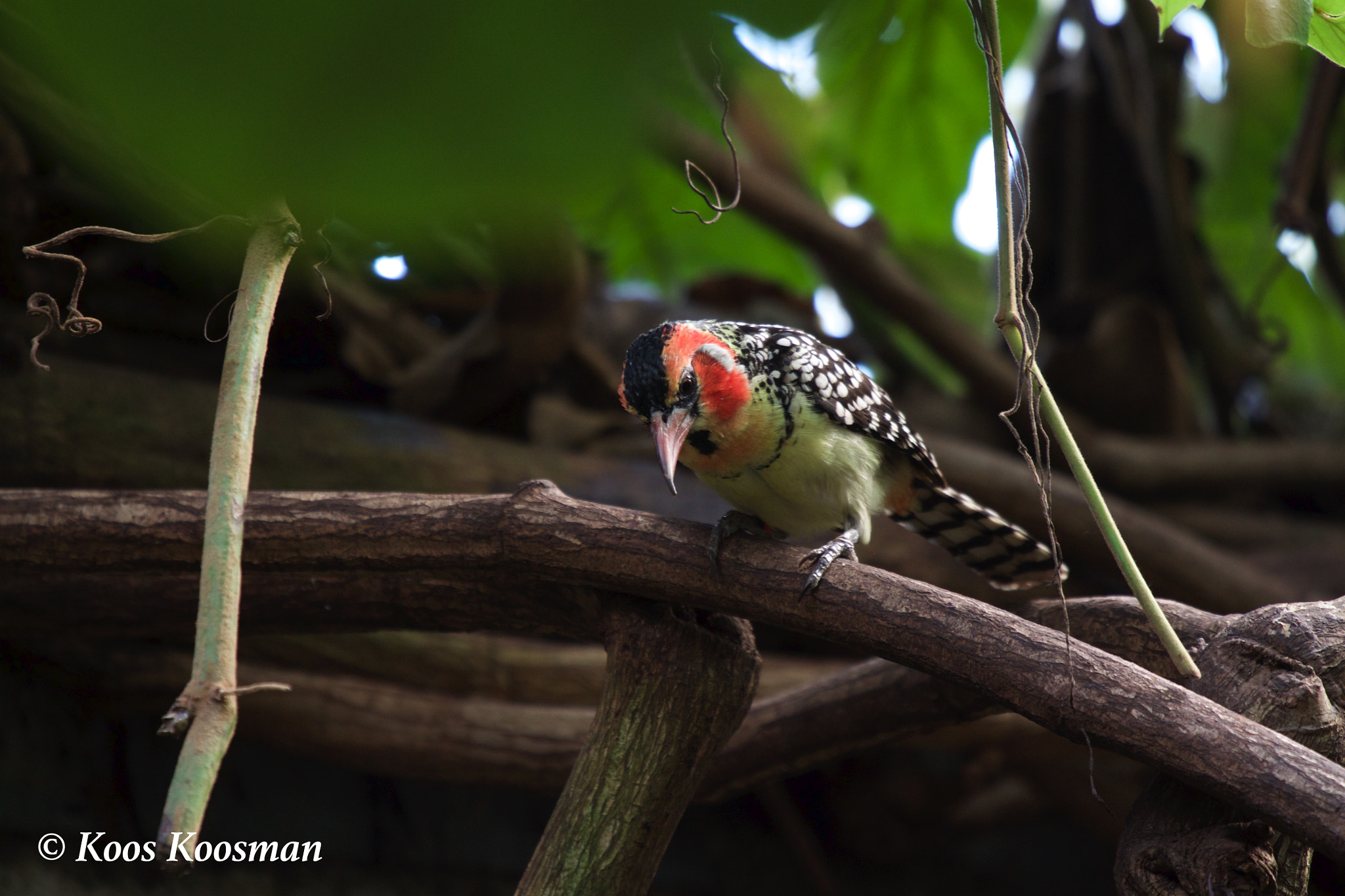 Canon EF 100-400mm F4.5-5.6L IS USM sample photo. Bird hot spot photography