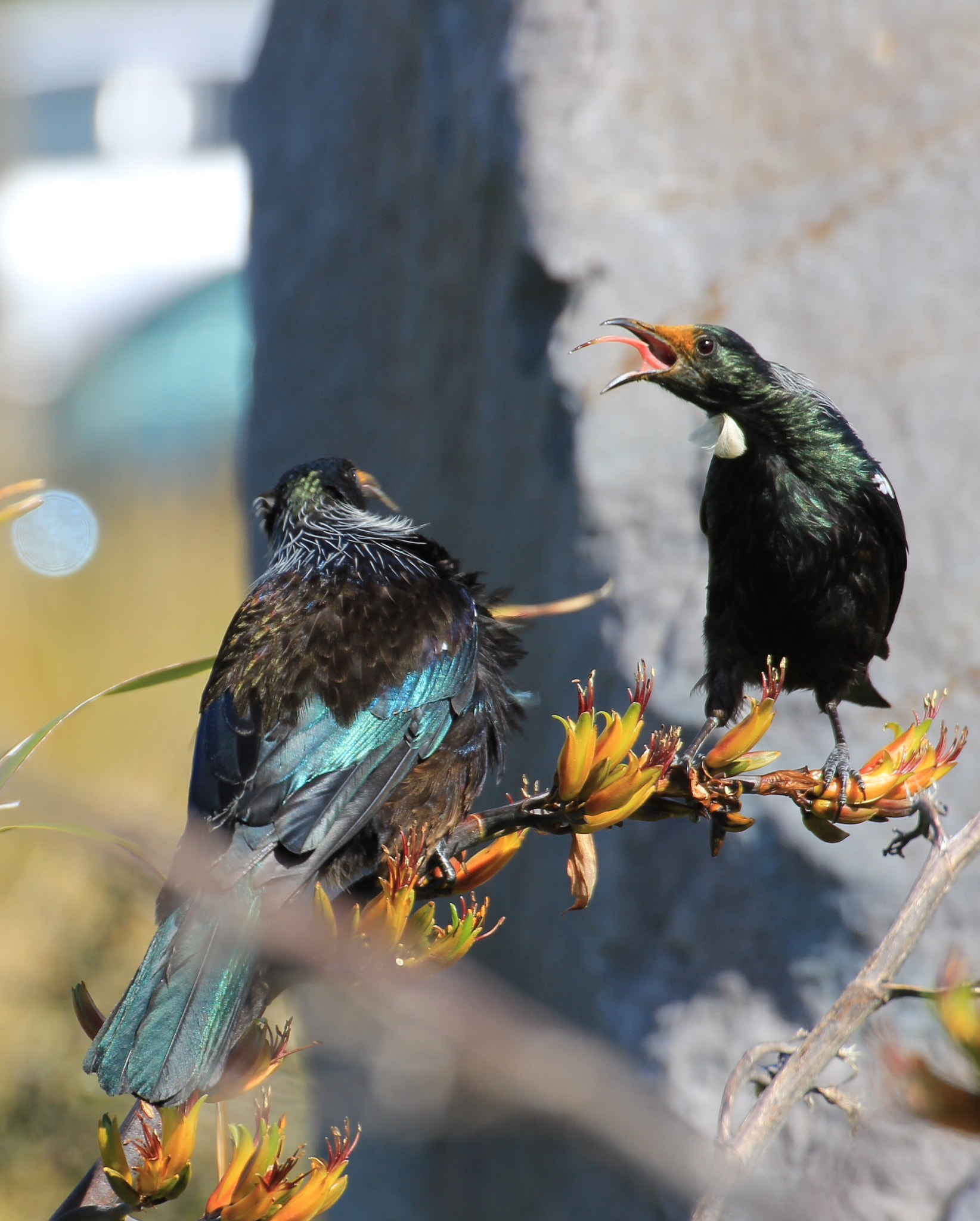 Canon EOS 600D (Rebel EOS T3i / EOS Kiss X5) + Canon 70-300mm sample photo. The argument... photography