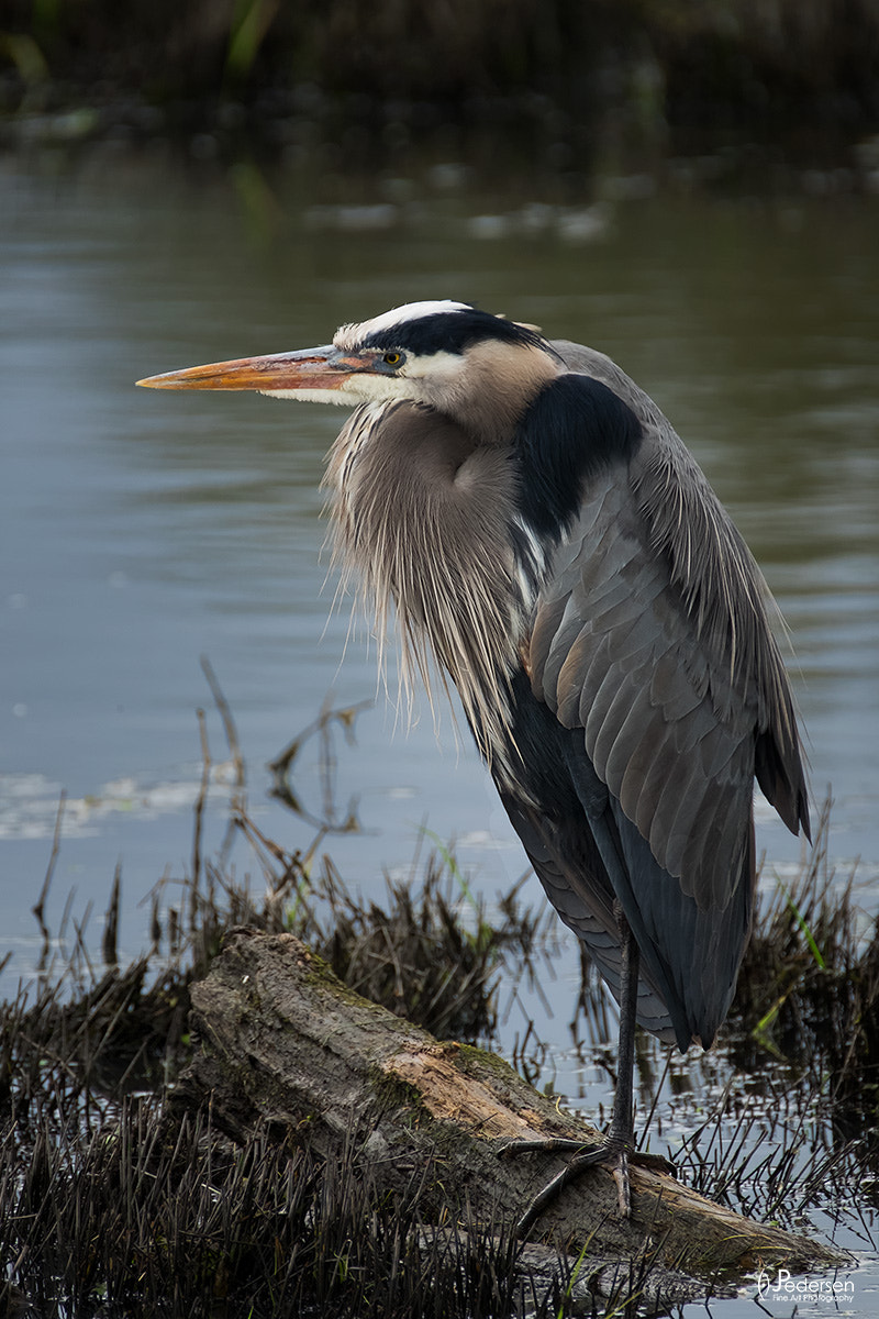 XF100-400mmF4.5-5.6 R LM OIS WR + 1.4x sample photo. Heron standing photography