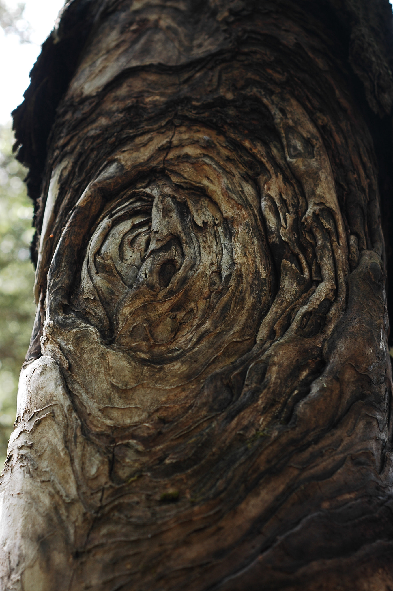 Nikon D70 + AF Nikkor 50mm f/1.8 N sample photo. Carved tree photography