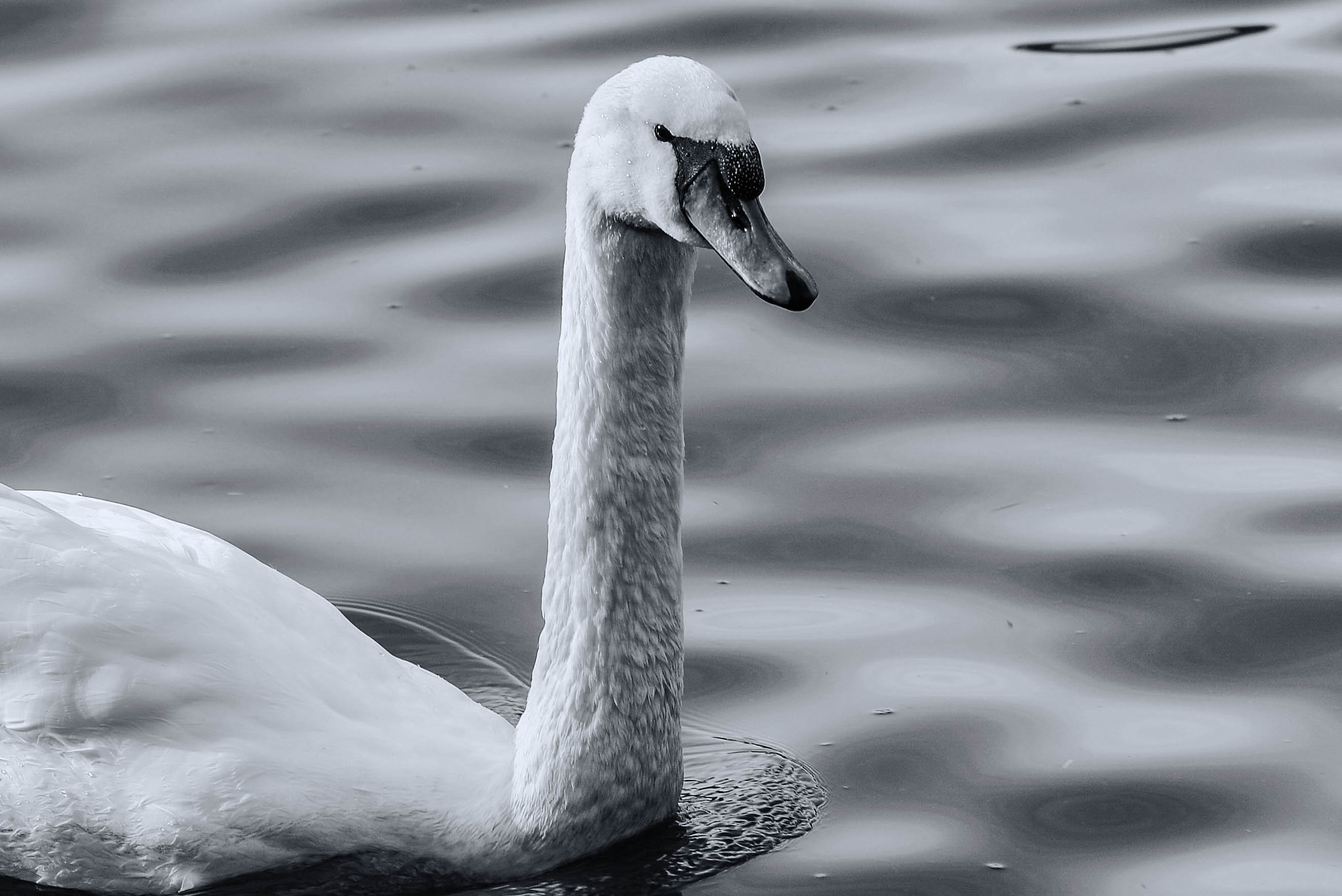 Nikon D800E + AF DC-Nikkor 135mm f/2D sample photo. Hometown swan photography