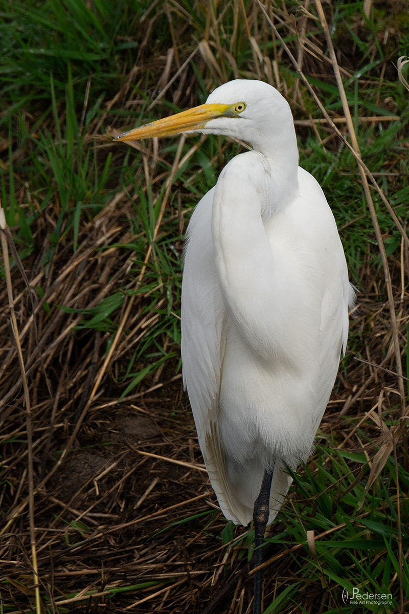 XF100-400mmF4.5-5.6 R LM OIS WR + 1.4x sample photo. White egret photography