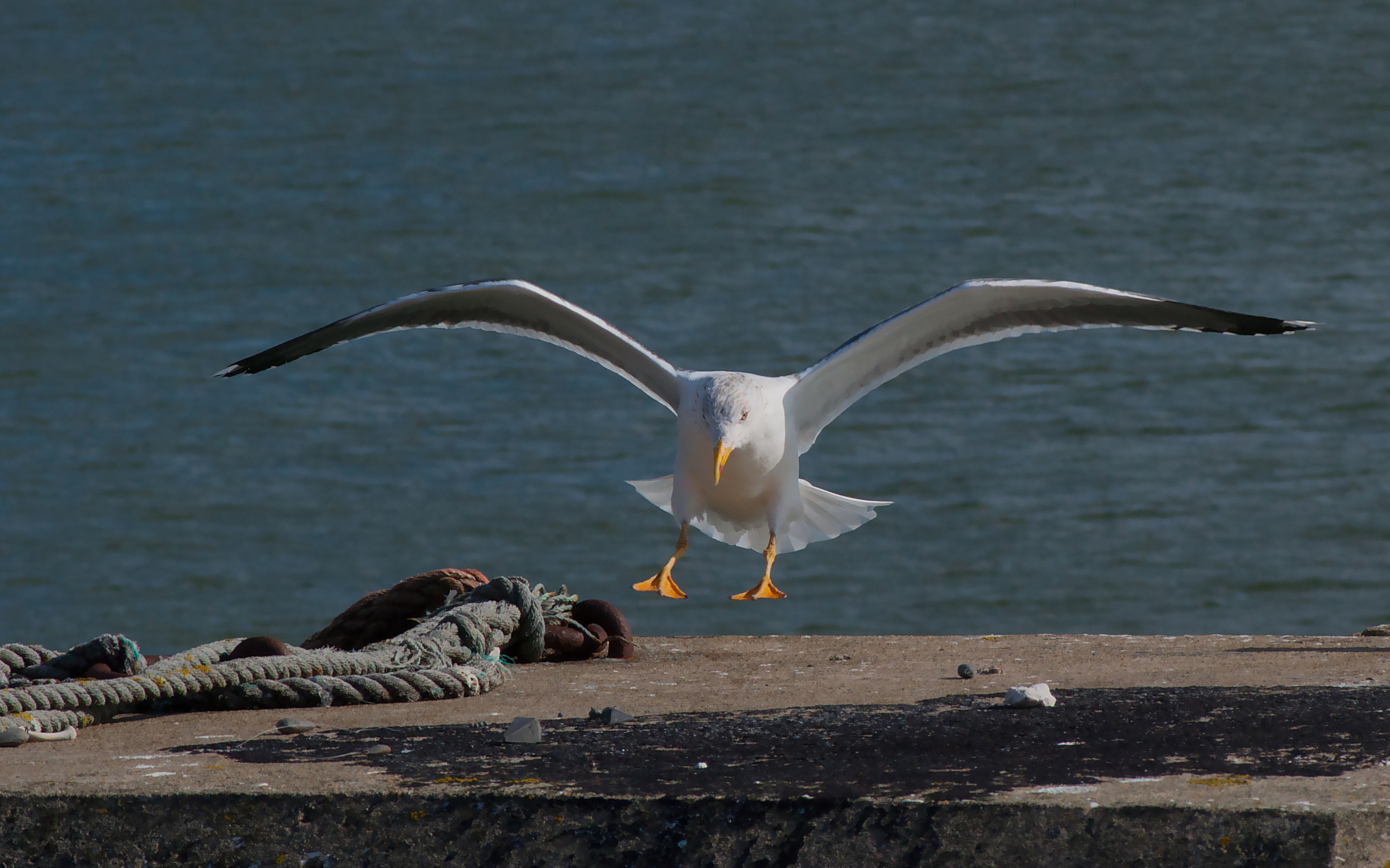 AF Zoom-Nikkor 75-240mm f/4.5-5.6D sample photo. Landing option photography