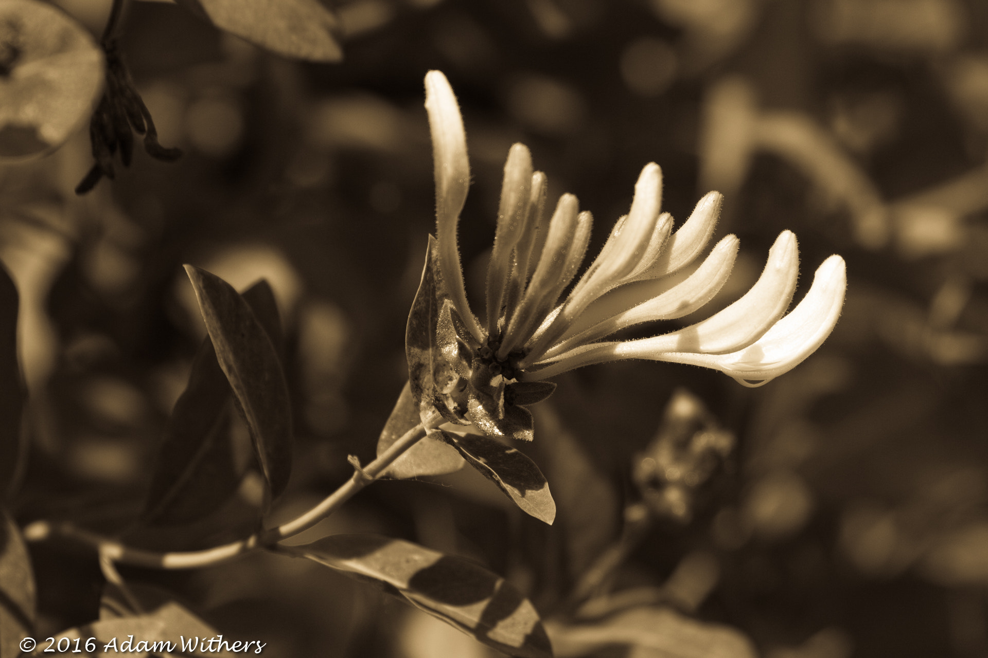 Canon EF 100-400mm F4.5-5.6L IS USM sample photo. Roses photography
