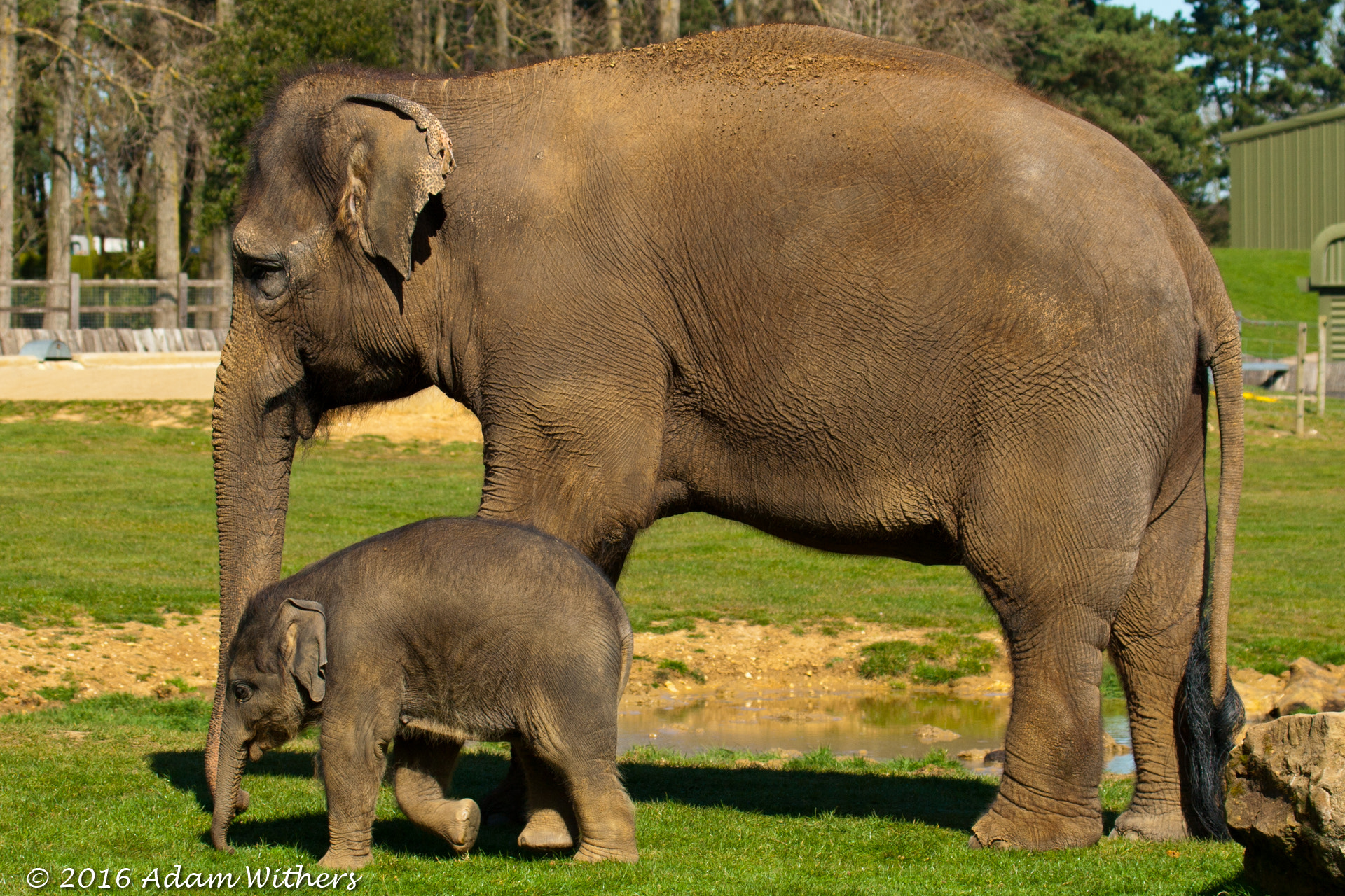 Canon EF 100-400mm F4.5-5.6L IS USM sample photo. Elephant calf with its mother photography