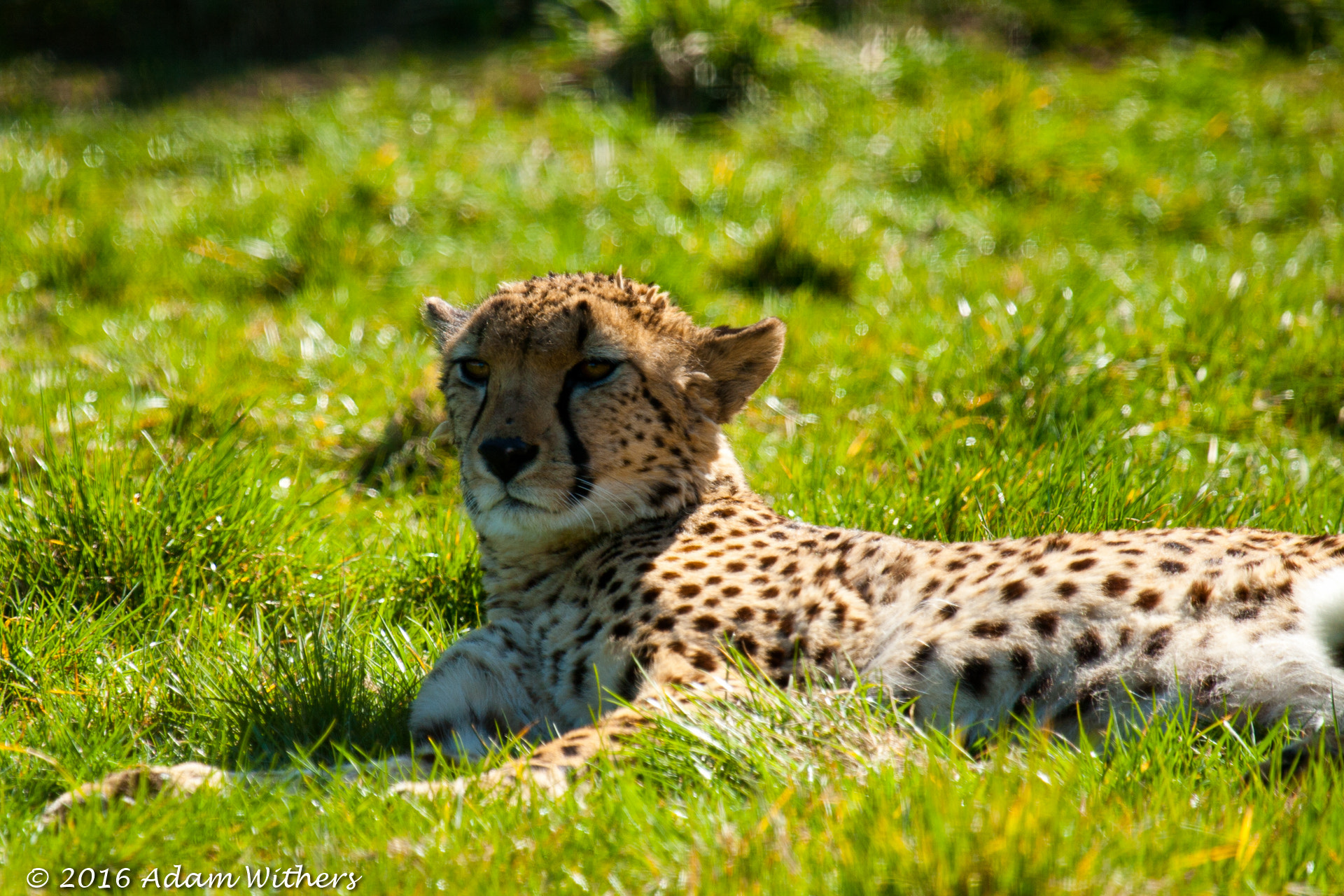 Canon EF 100-400mm F4.5-5.6L IS USM sample photo. Cheetah photography