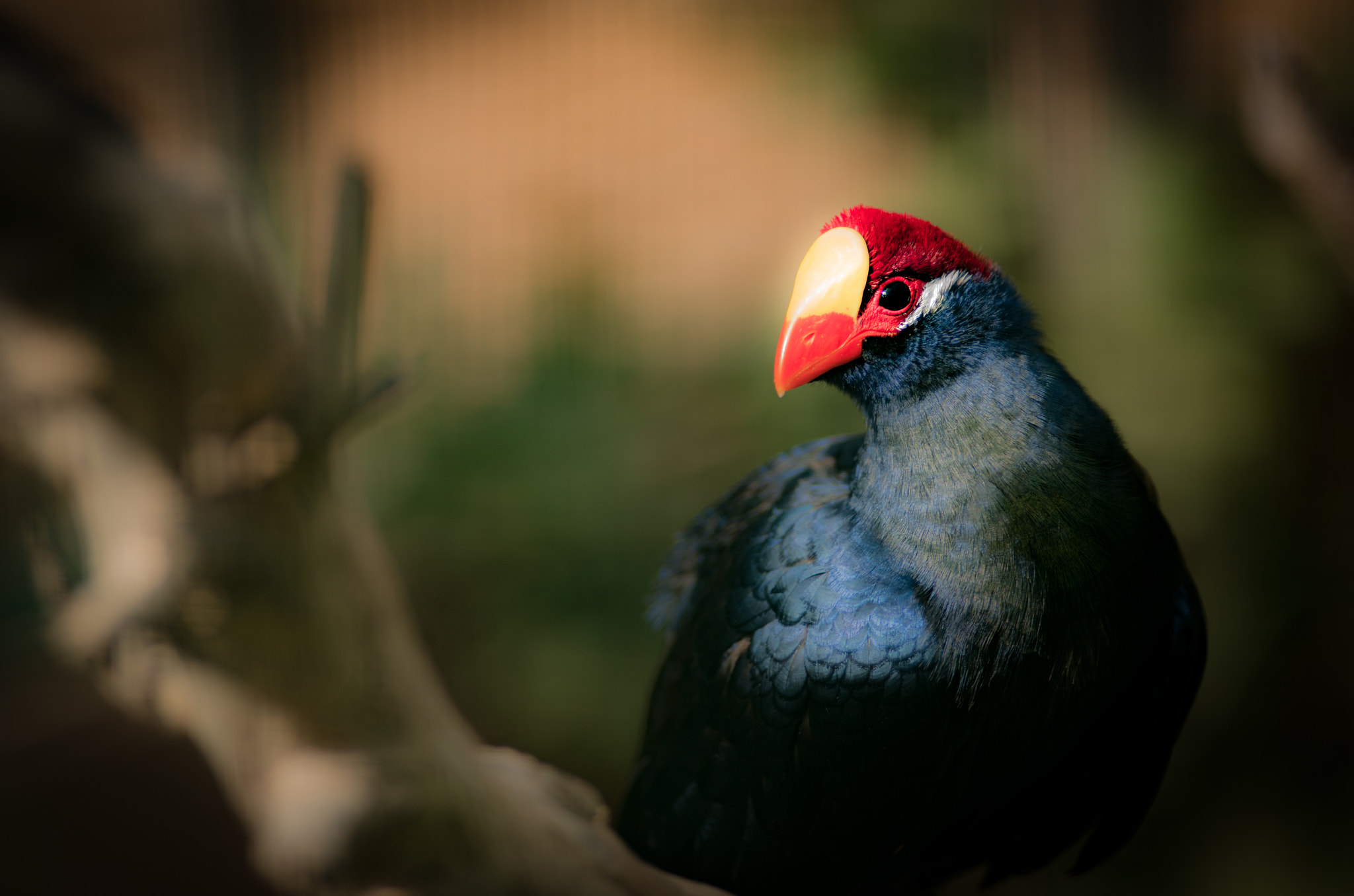 Nikon D800 + AF Nikkor 180mm f/2.8 IF-ED sample photo. Violet turaco photography