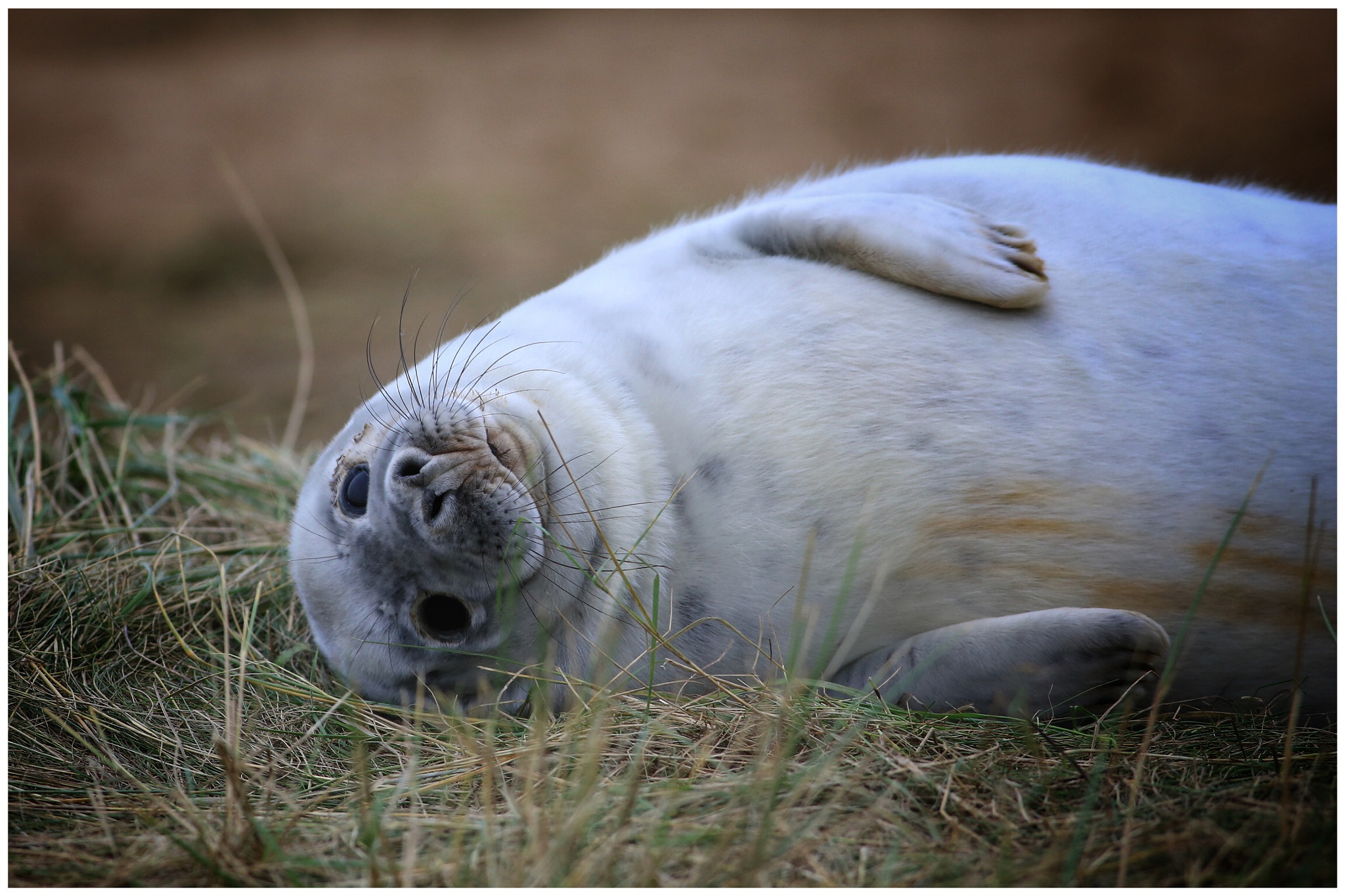 Canon EOS 6D + Canon EF 400mm F5.6L USM sample photo. Enjoying life photography