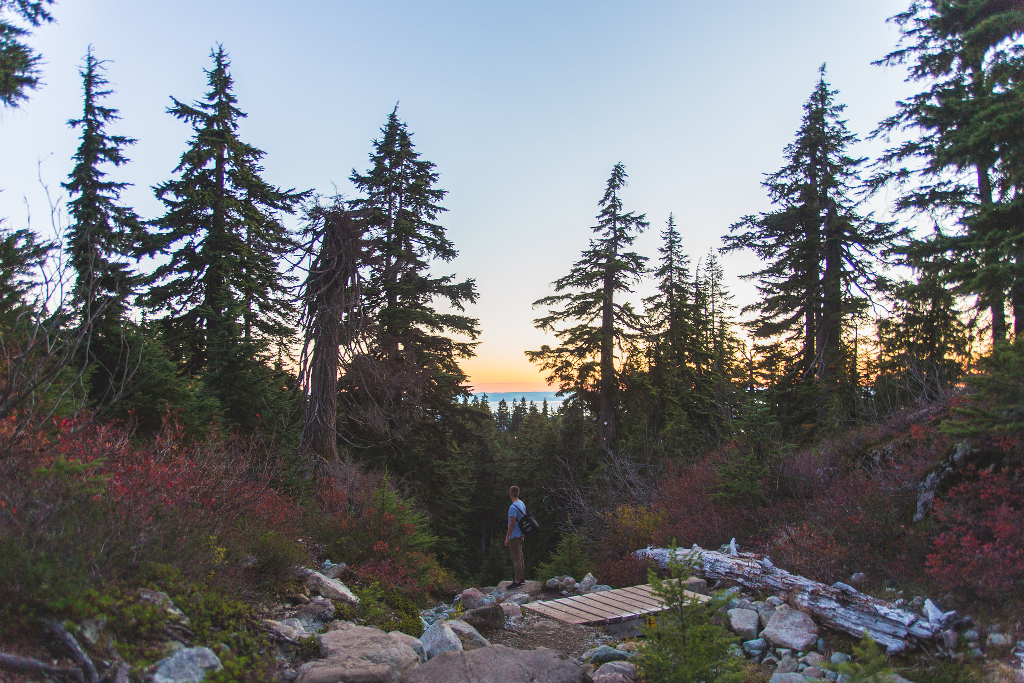 Sigma 24-60mm f/2.8 EX DG sample photo. Treeline photography