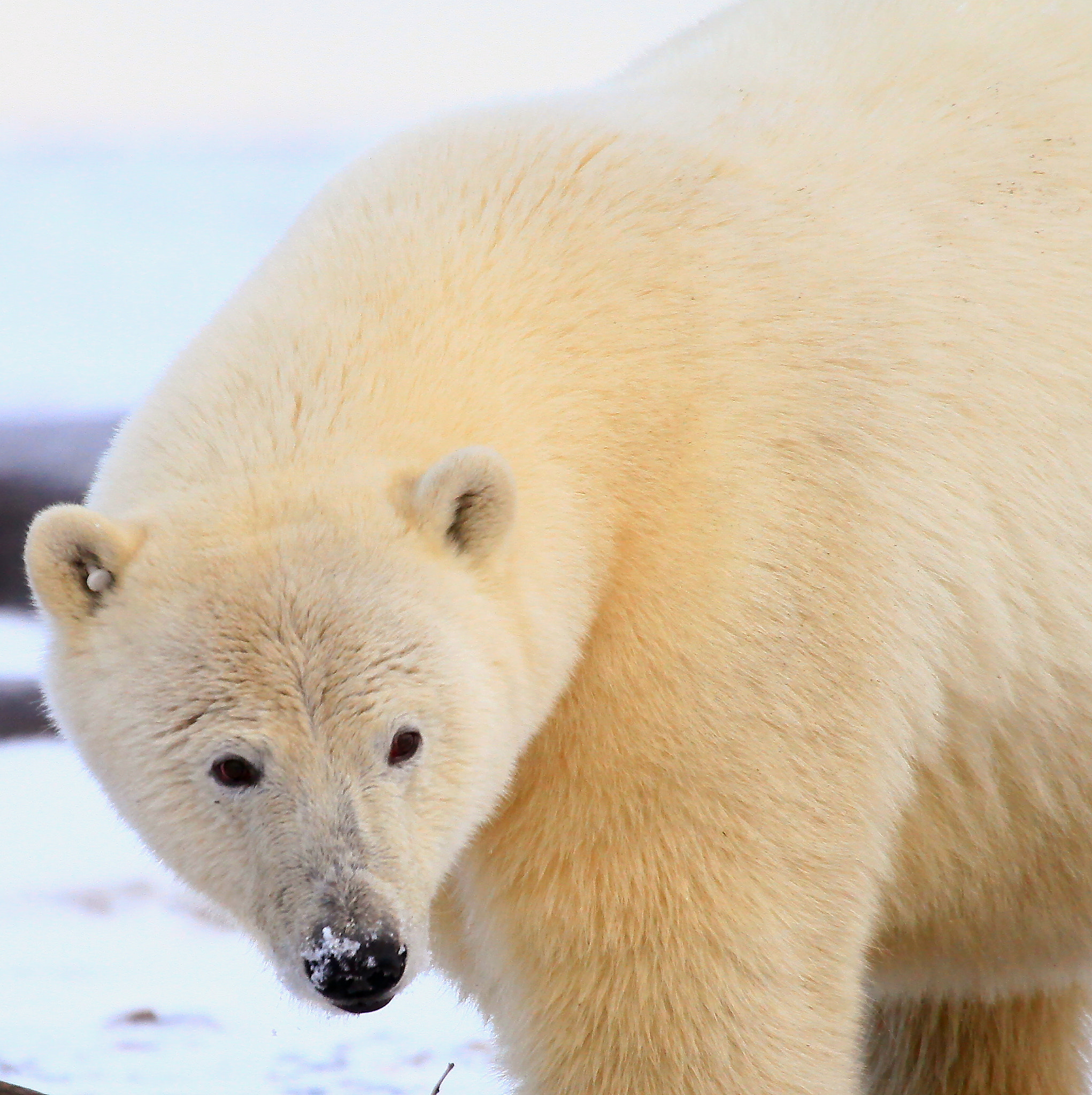 Canon EF 100-400mm F4.5-5.6L IS USM sample photo. Polar power photography