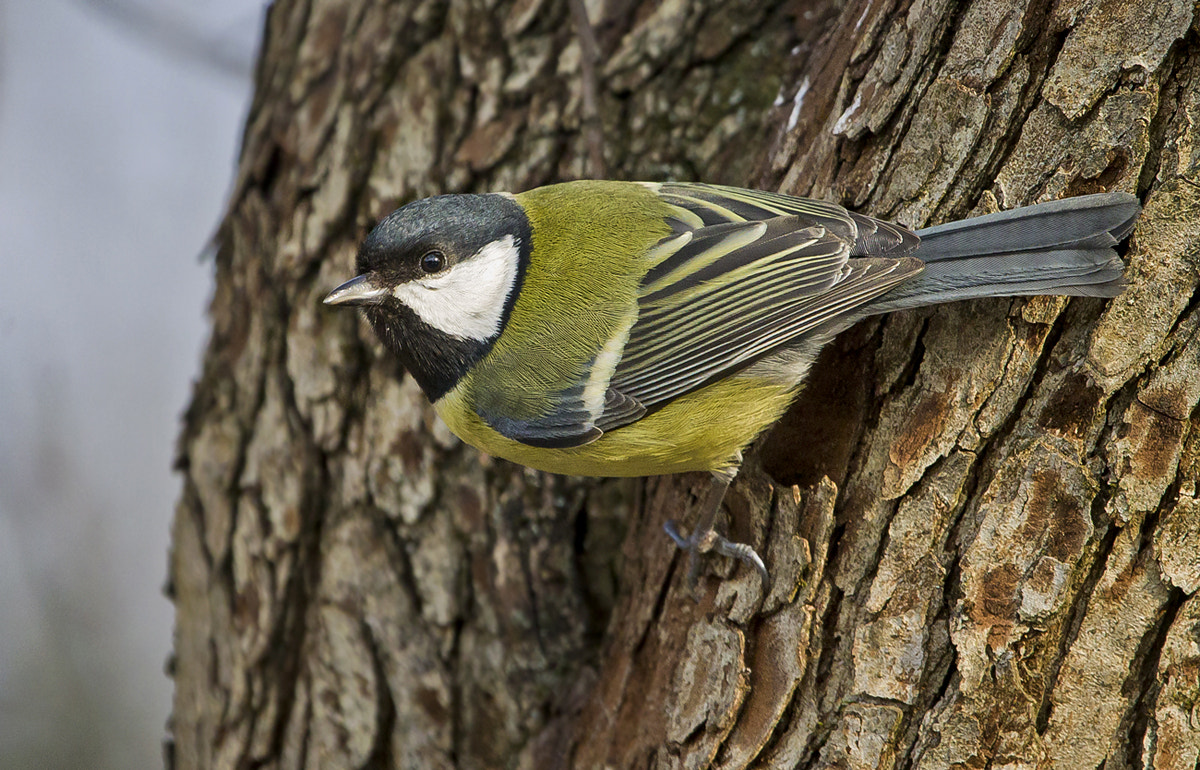 Canon EF 100-400mm F4.5-5.6L IS USM sample photo. Great tit photography