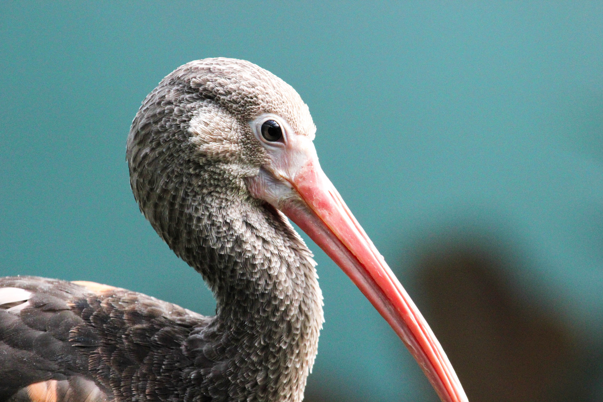 Canon EF 100-400mm F4.5-5.6L IS USM sample photo. Ibis iris photography