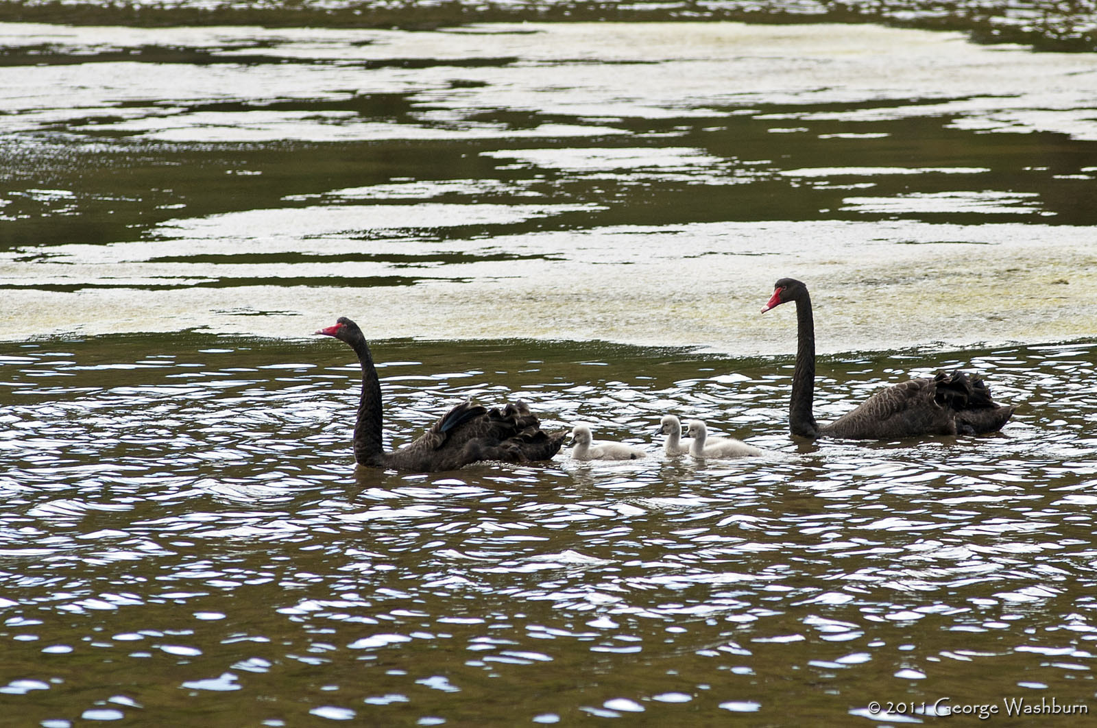 Nikon D700 + Nikon AF Nikkor 180mm F2.8D ED-IF sample photo. Black swans, hoopers inlet, otago peninsula photography