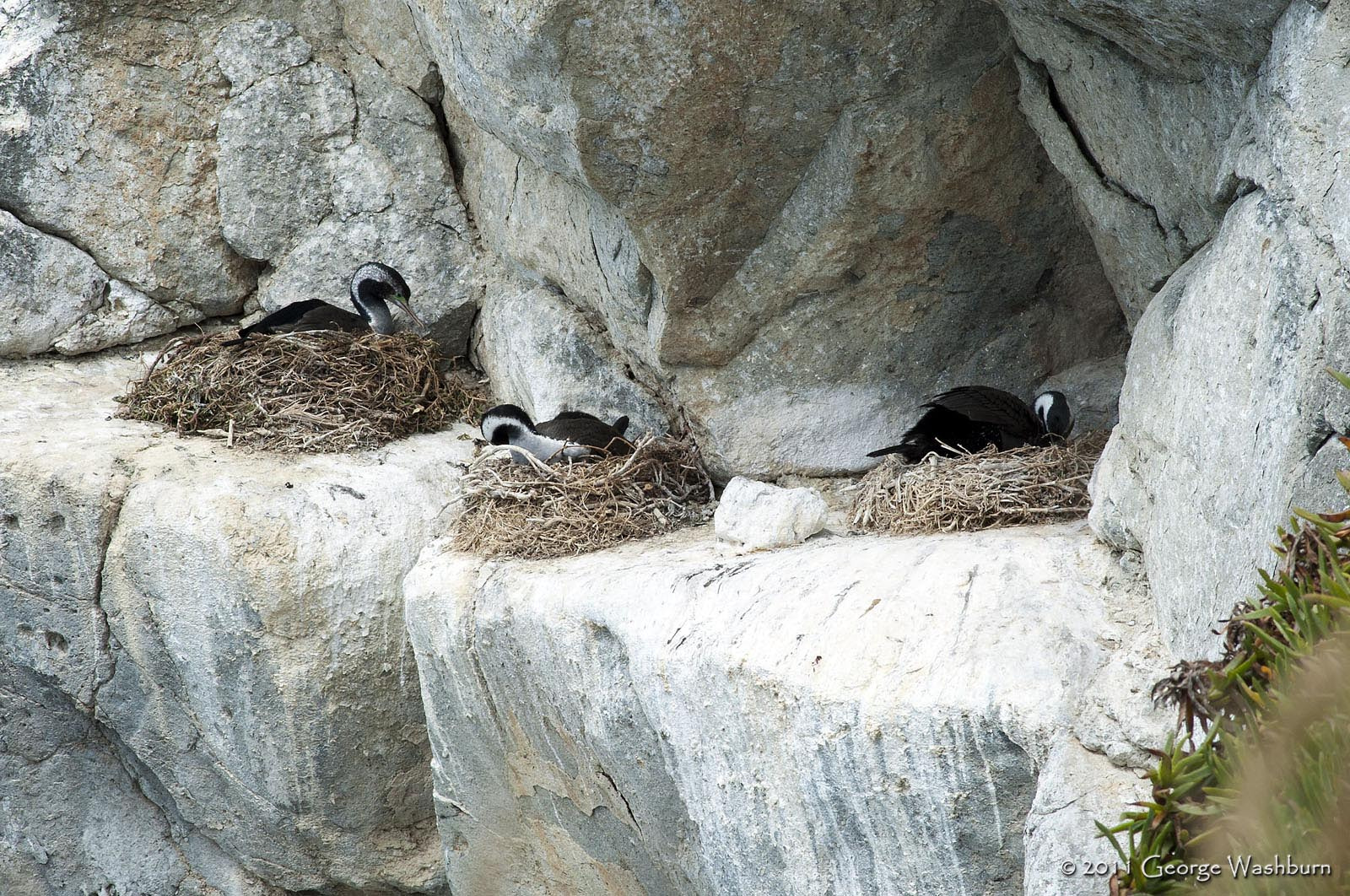 Nikon D700 + Nikon AF Nikkor 180mm F2.8D ED-IF sample photo. Spotted shags, otago peninsula photography