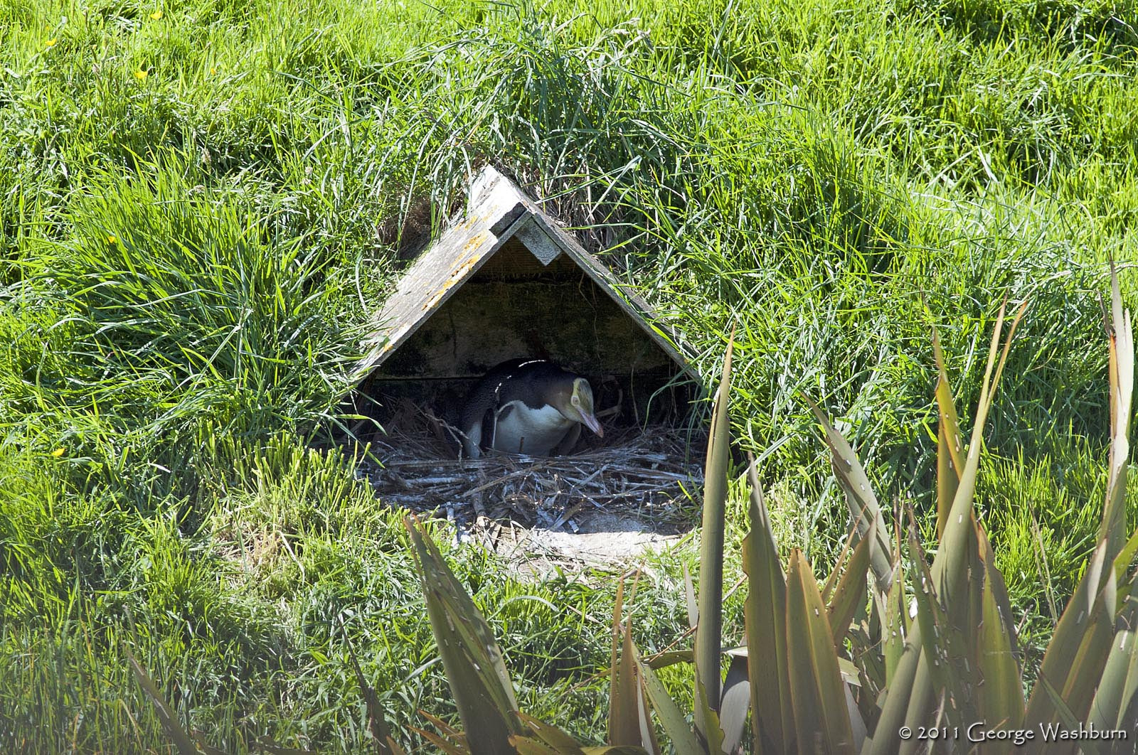 Nikon D700 + Nikon AF Nikkor 180mm F2.8D ED-IF sample photo. Yellow eyed penguin, otago peninsula photography