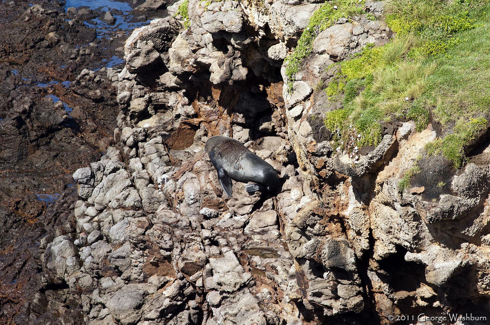 Nikon D700 + Nikon AF Nikkor 180mm F2.8D ED-IF sample photo. New zealand sea lion photography