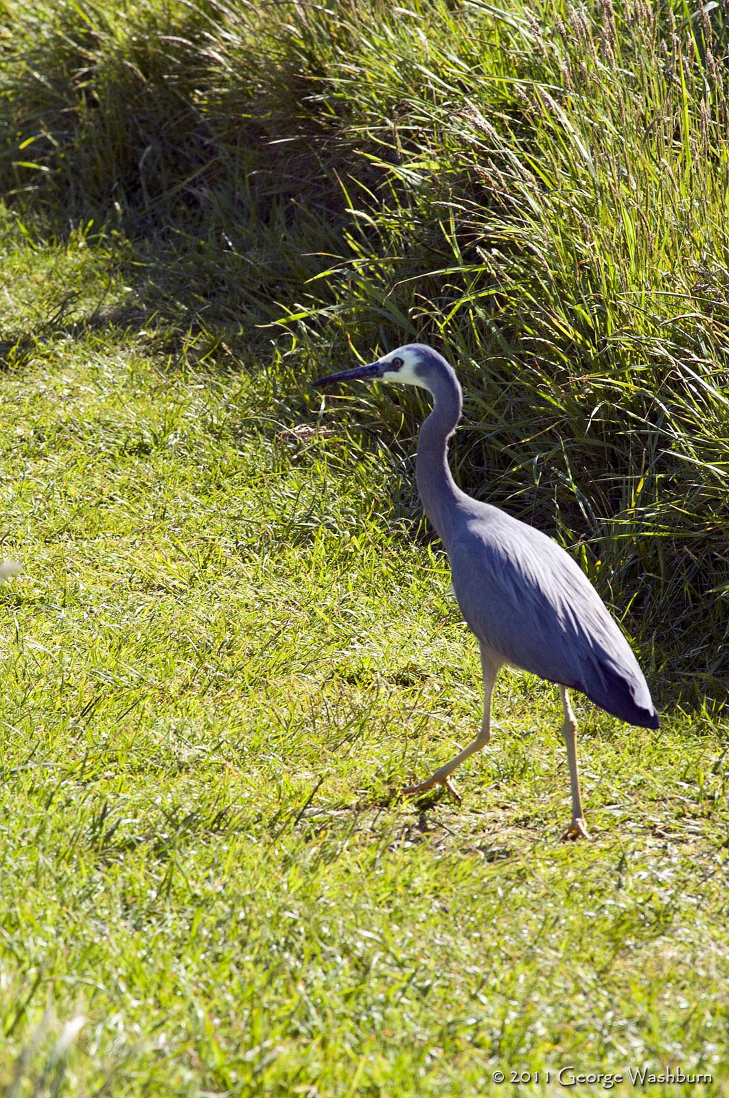 Nikon AF Nikkor 180mm F2.8D ED-IF sample photo. White faced heron, otago pensinsula photography