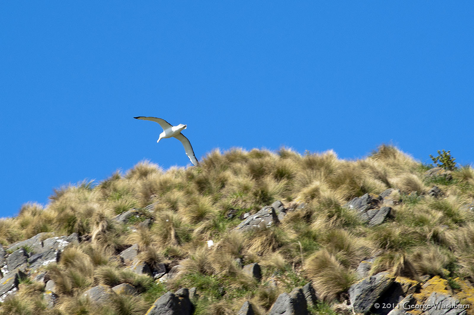 Nikon D700 + Nikon AF Nikkor 180mm F2.8D ED-IF sample photo. Northern royal albatross photography