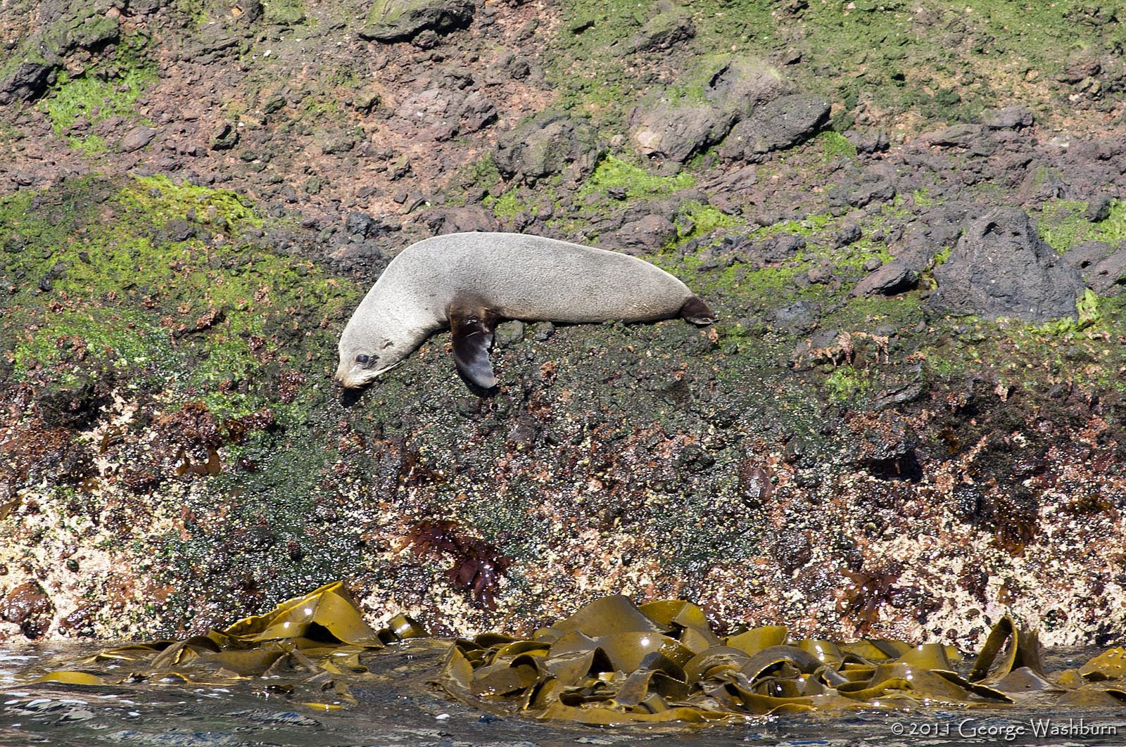 Nikon D700 + Nikon AF Nikkor 180mm F2.8D ED-IF sample photo. New zealand fur seal photography