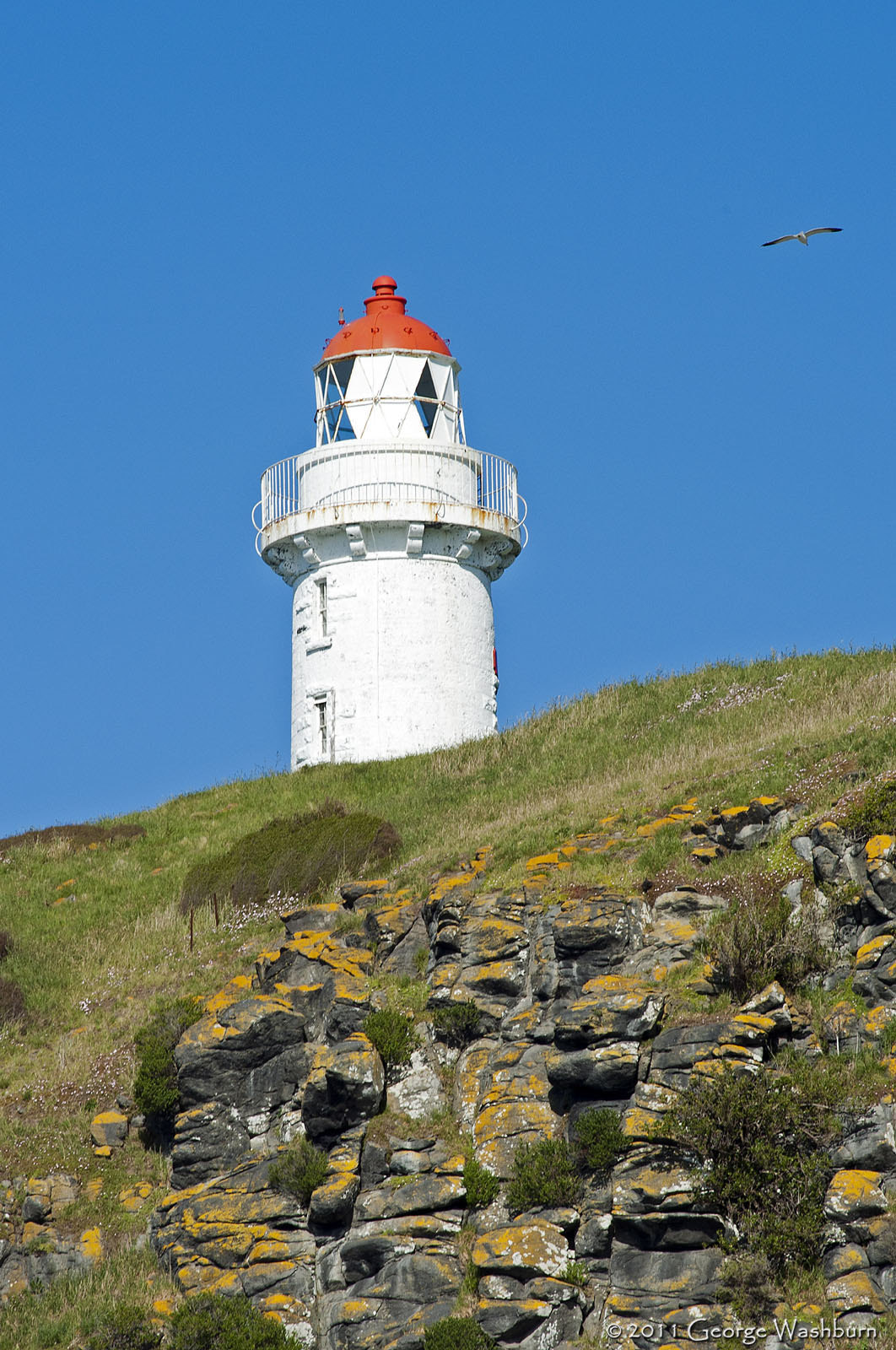 Nikon D700 + Nikon AF Nikkor 180mm F2.8D ED-IF sample photo. Northern royal albatross, tairoa head light photography