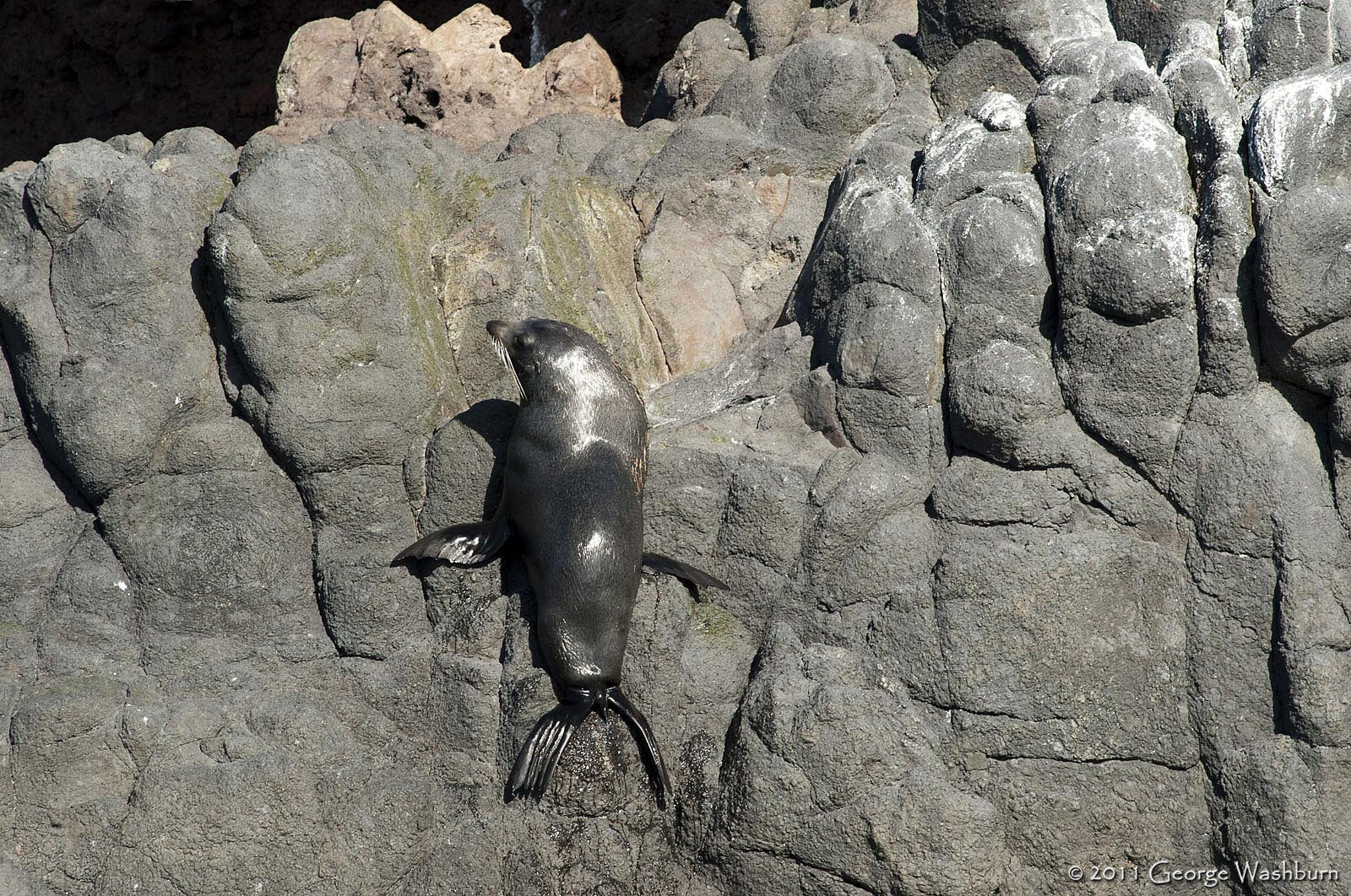 Nikon AF Nikkor 180mm F2.8D ED-IF sample photo. New zealand sea lion photography