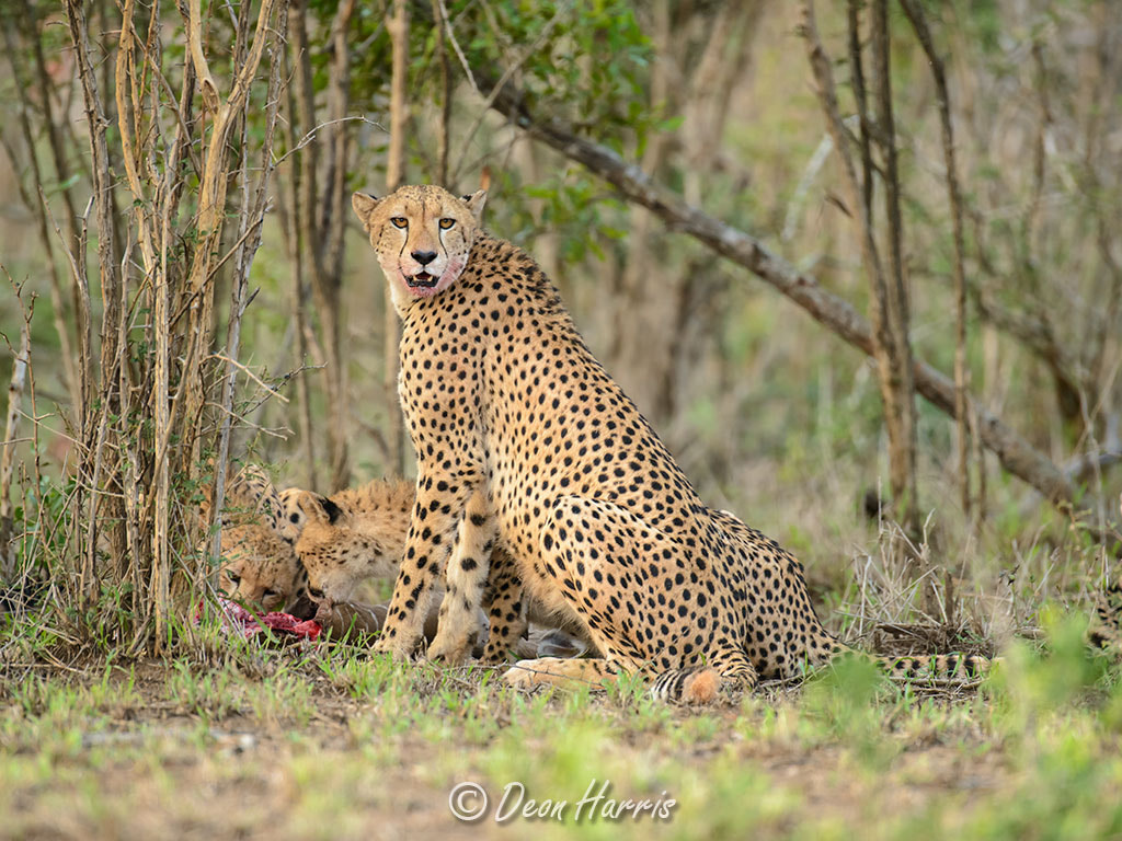 Nikon D800 + Nikon AF-S Nikkor 600mm F4G ED VR sample photo. Cheeta kill photography