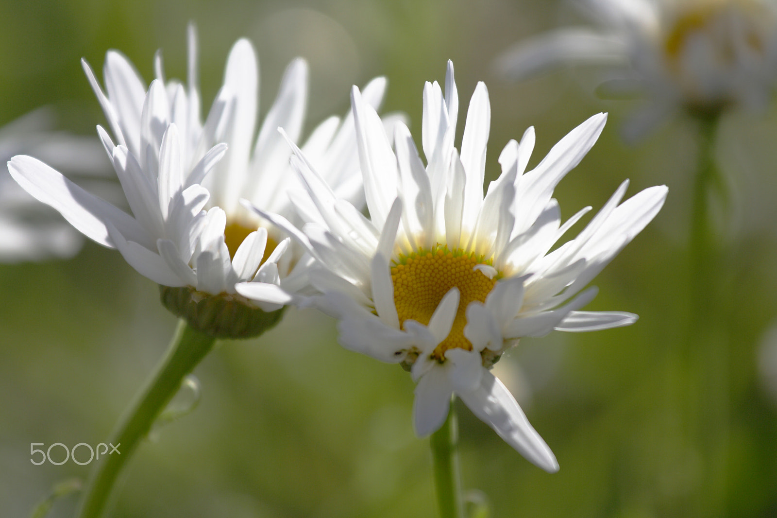 Canon EOS 1000D (EOS Digital Rebel XS / EOS Kiss F) sample photo. Daisy flowers in sunlight photography