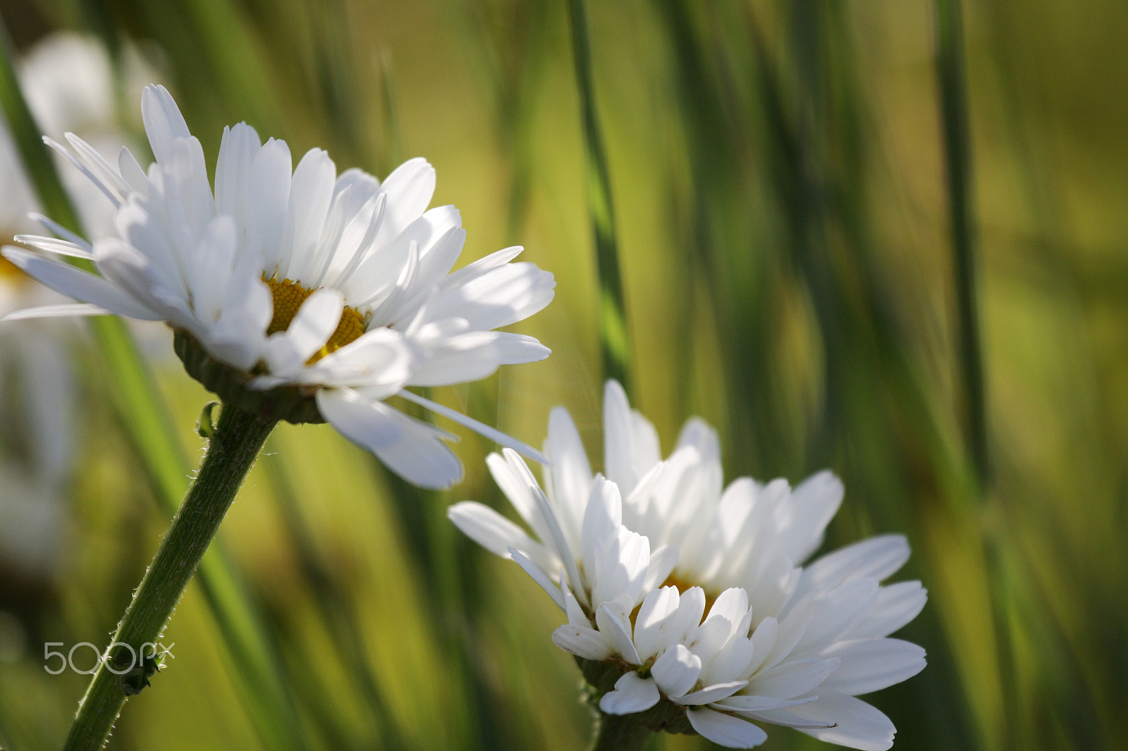 Canon EOS 1000D (EOS Digital Rebel XS / EOS Kiss F) sample photo. Daisy flowers in sunlight photography