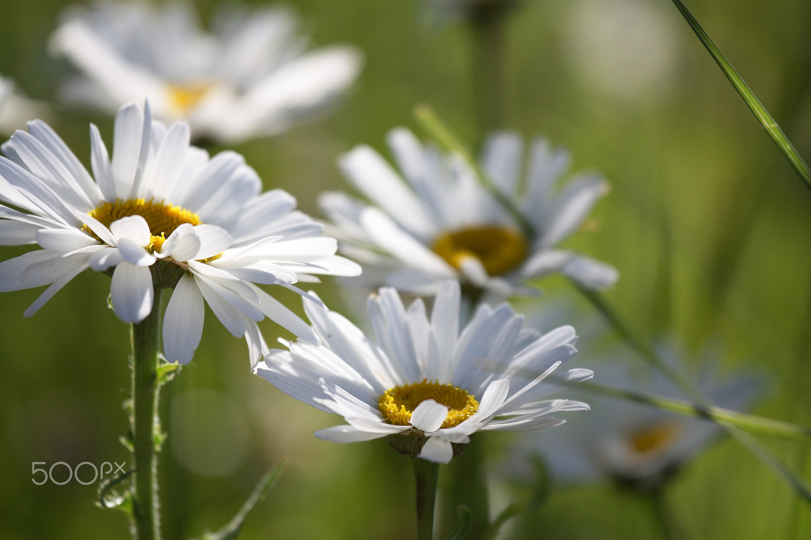 Canon EOS 1000D (EOS Digital Rebel XS / EOS Kiss F) sample photo. Daisy flowers in sunlight photography