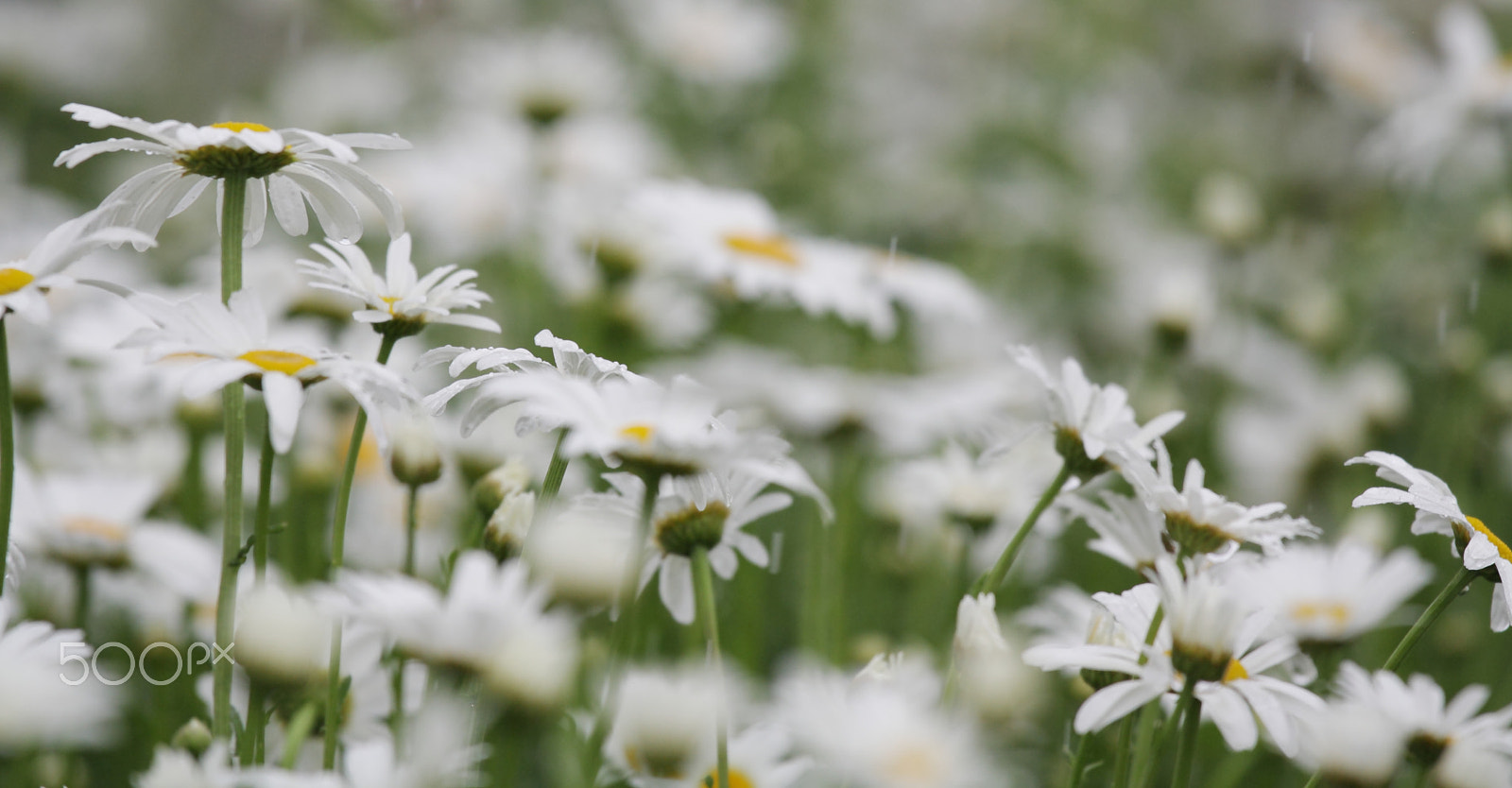 Canon EOS 1000D (EOS Digital Rebel XS / EOS Kiss F) sample photo. Field of daisies in the rain photography