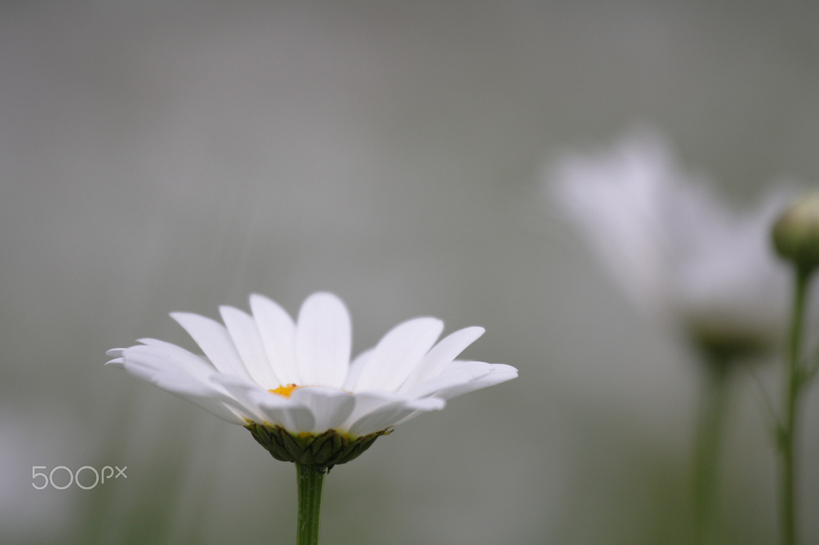 Canon EOS 1000D (EOS Digital Rebel XS / EOS Kiss F) sample photo. Single white daisy photography