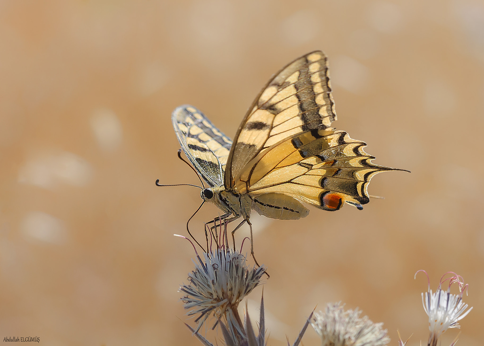 Canon EF 100mm F2.8 Macro USM sample photo. Kırlangıçkuyruk /  papilio machaon photography