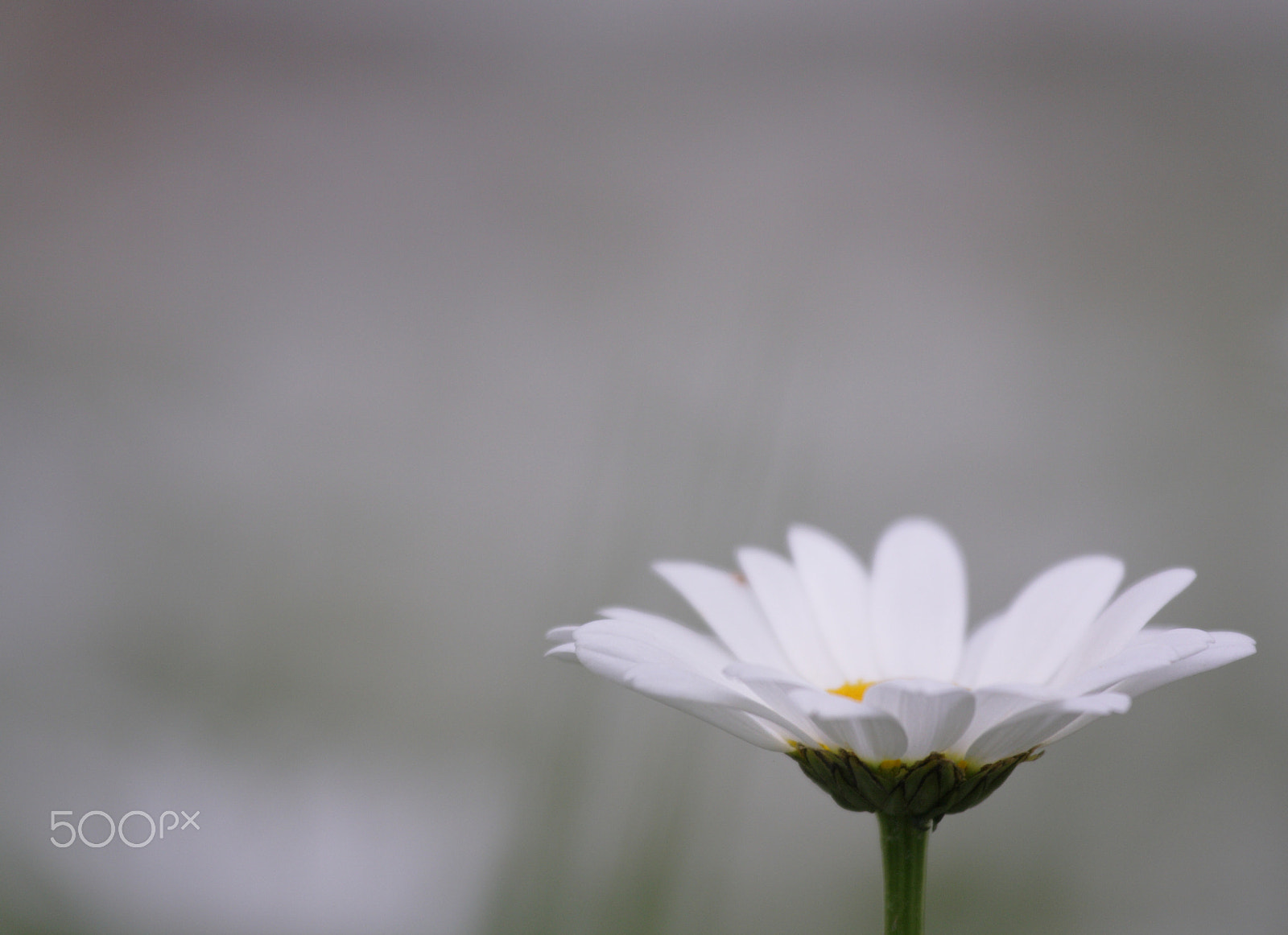Canon EOS 1000D (EOS Digital Rebel XS / EOS Kiss F) sample photo. Single white daisy photography