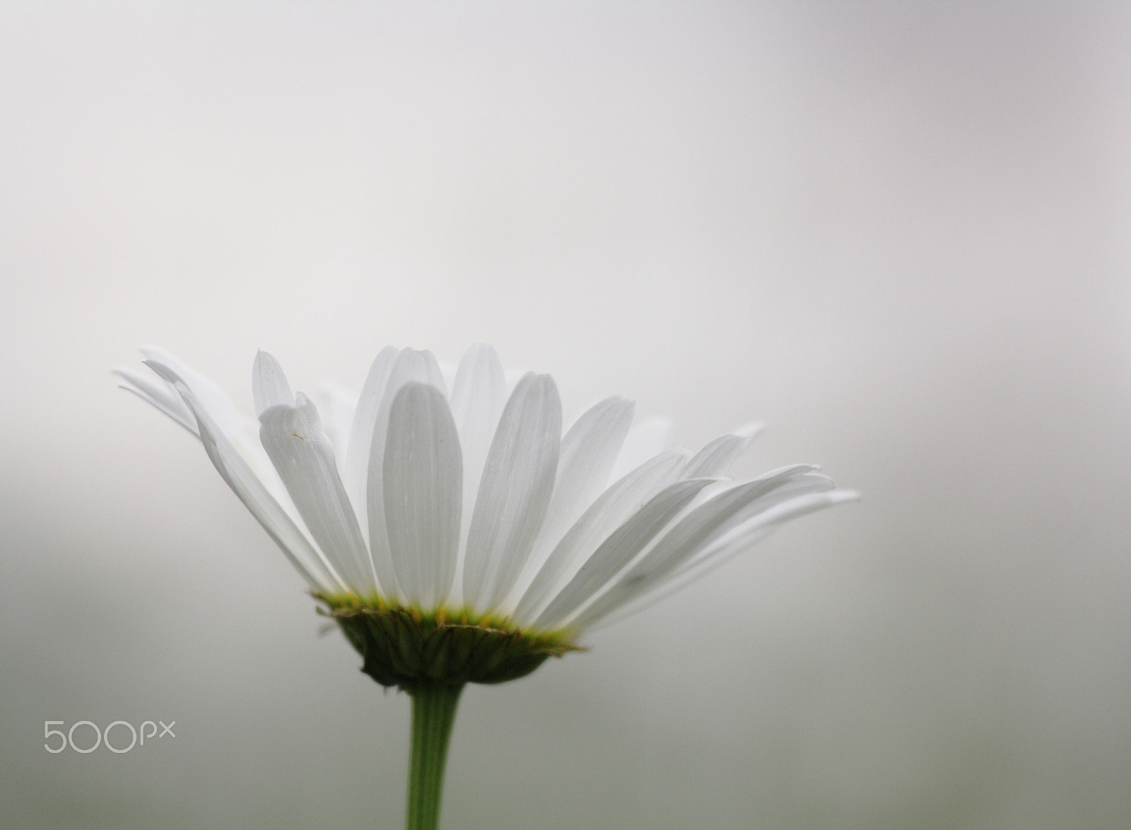 Canon EOS 1000D (EOS Digital Rebel XS / EOS Kiss F) sample photo. Single daisy photography