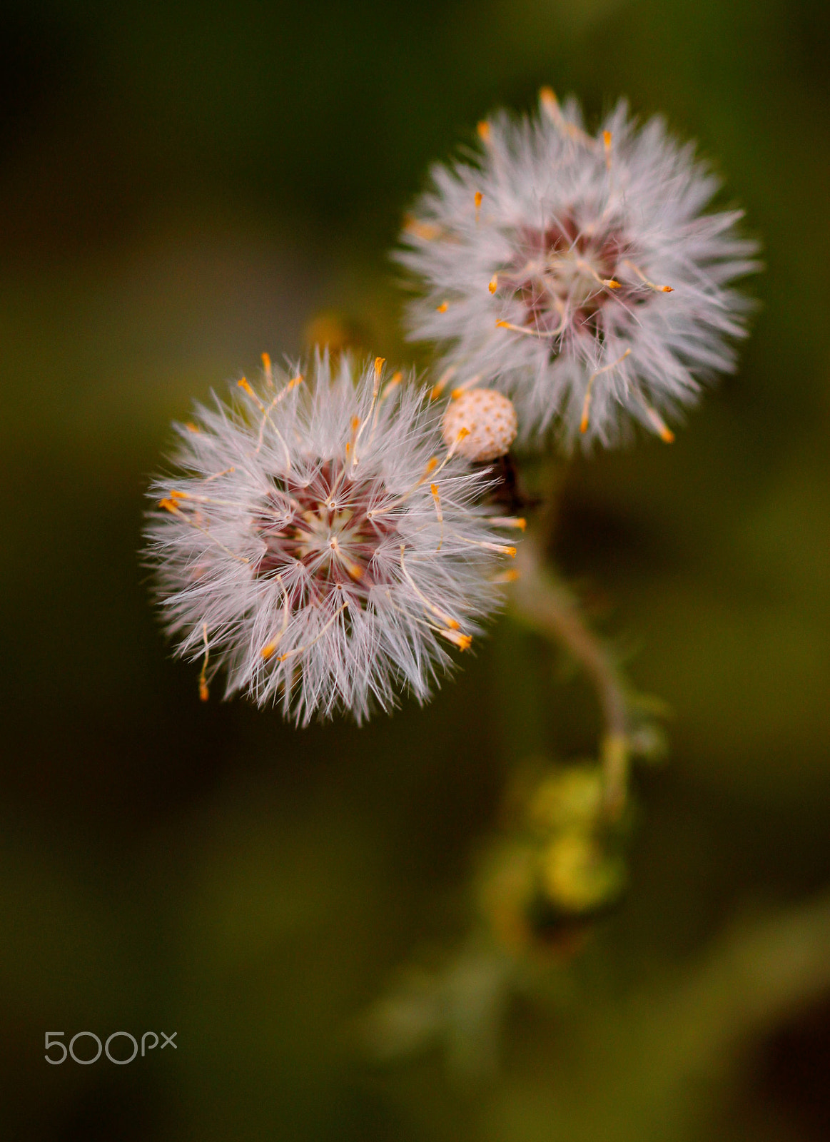 Canon EOS 100D (EOS Rebel SL1 / EOS Kiss X7) sample photo. Hawksbeard photography