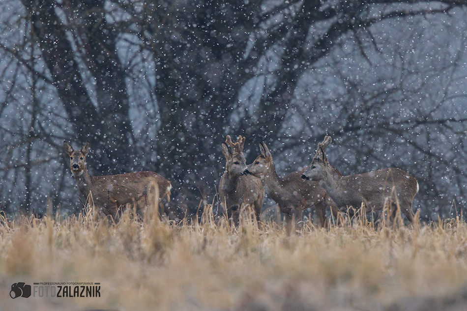 Canon EF 500mm F4L IS II USM sample photo. Snow kiss photography