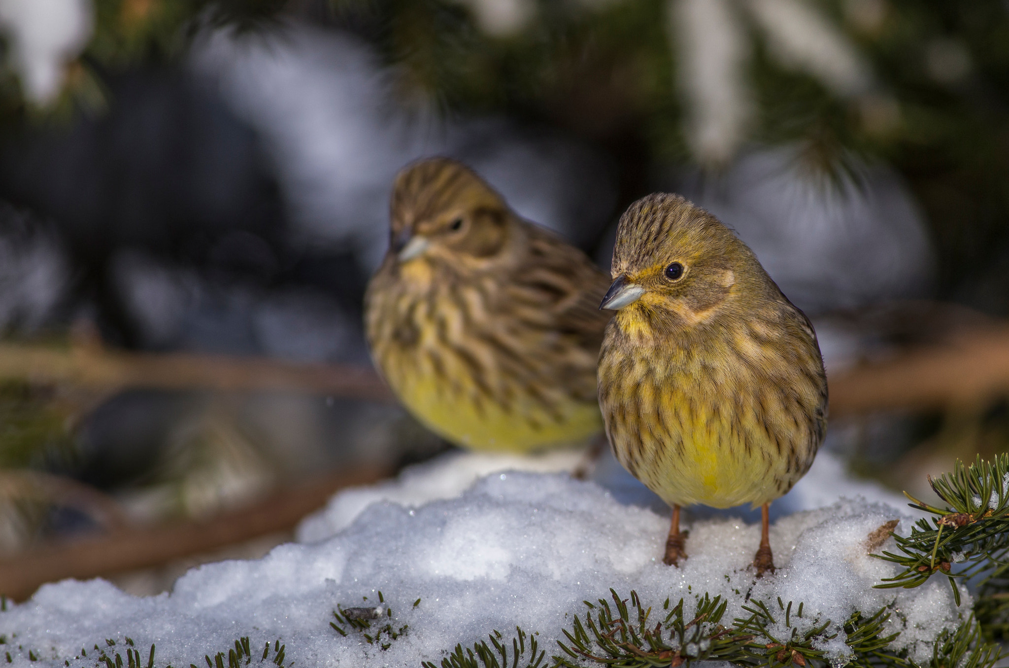 Canon EOS 6D + Canon EF 400mm F5.6L USM sample photo. Yellowhammer photography