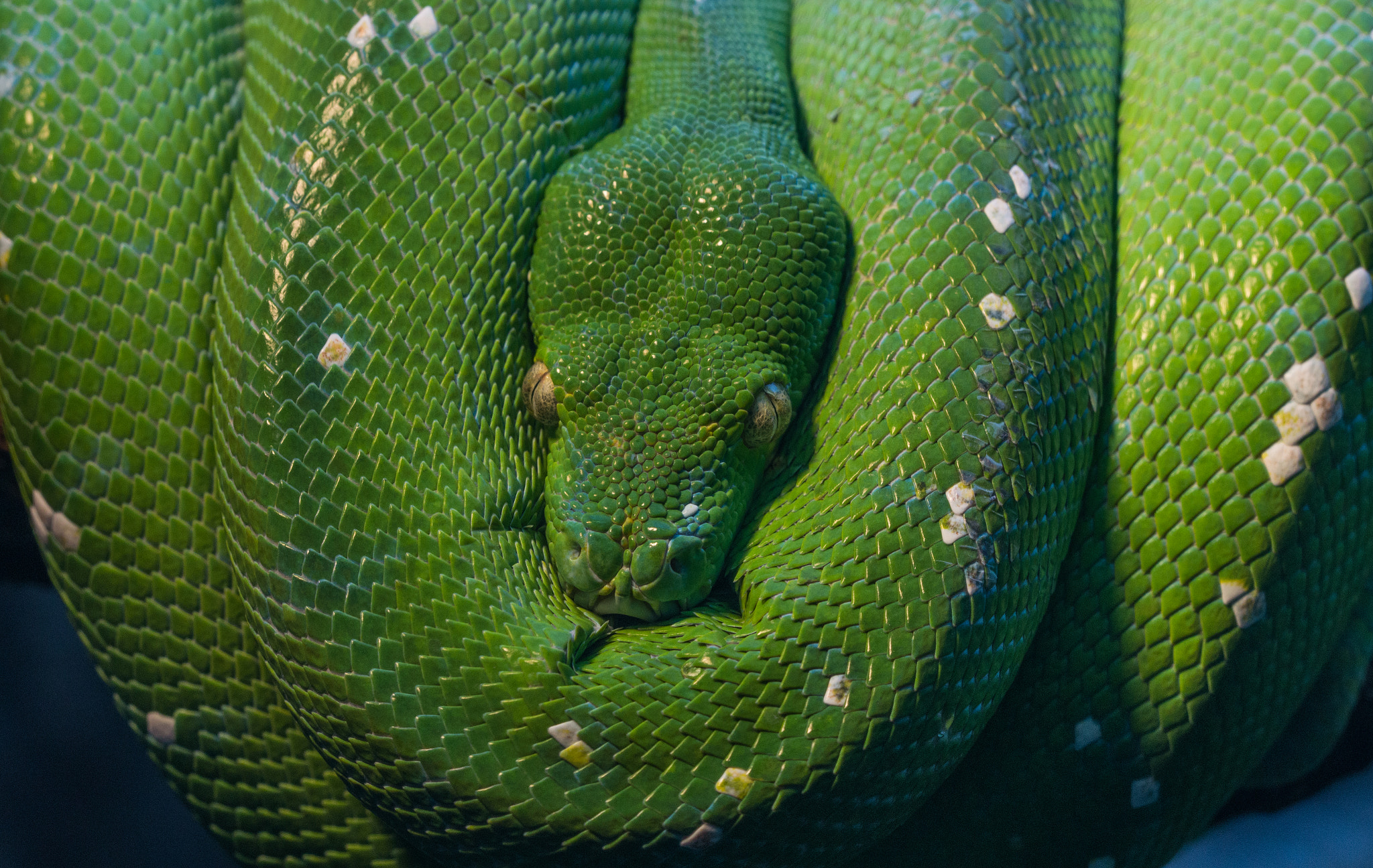 Sony SLT-A58 + 90mm F2.8 Macro SSM sample photo. Green tree python (morelia viridis) photography