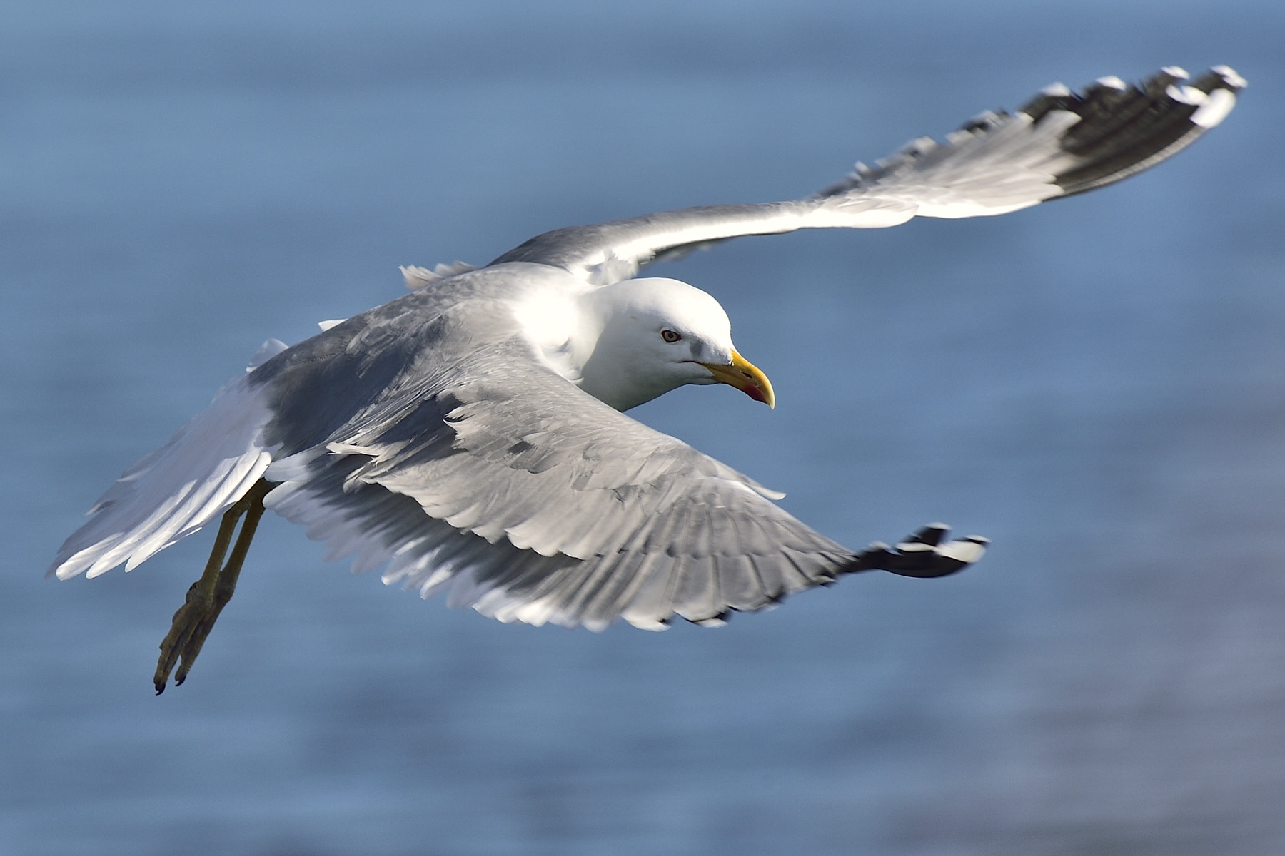 Nikon AF-S Nikkor 200-400mm F4G ED-IF VR sample photo. Seagull on the air photography