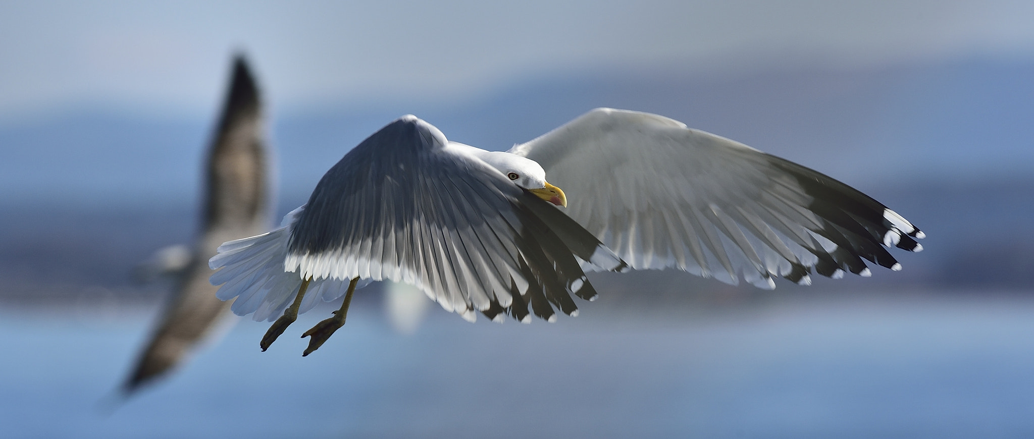 Nikon AF-S Nikkor 200-400mm F4G ED-IF VR sample photo. Seagull on the air photography