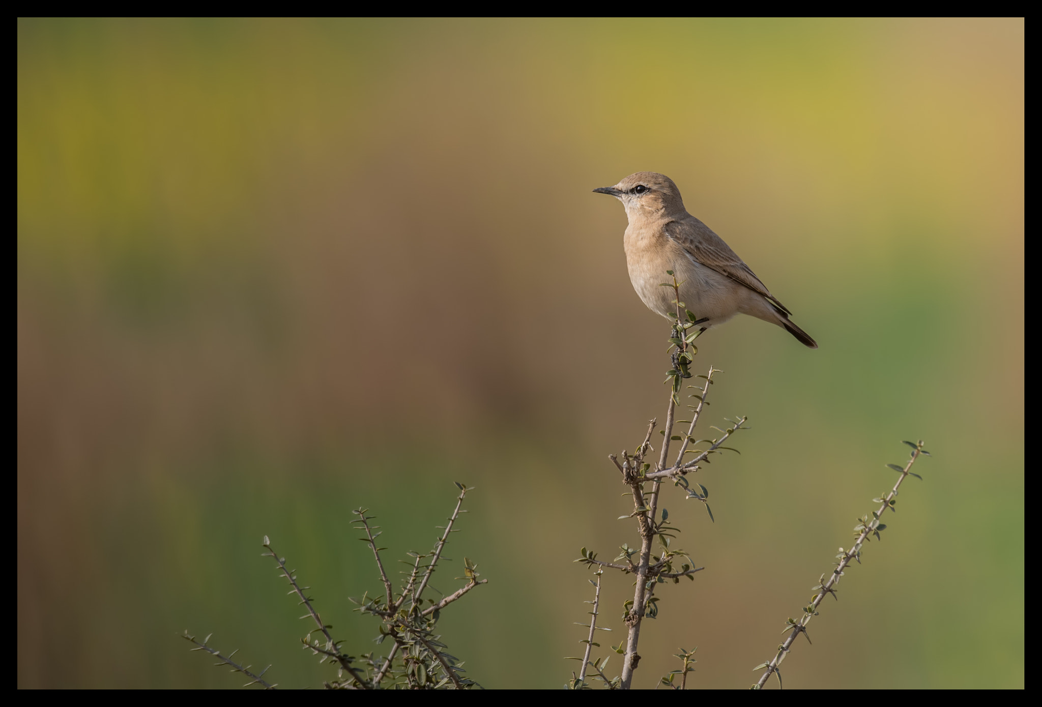 Nikon D750 + Nikon AF-S Nikkor 600mm F4G ED VR sample photo. Nature's painting ! photography